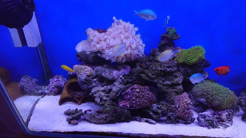 DSCPDC_0001_BURST20190308132913982_COVER