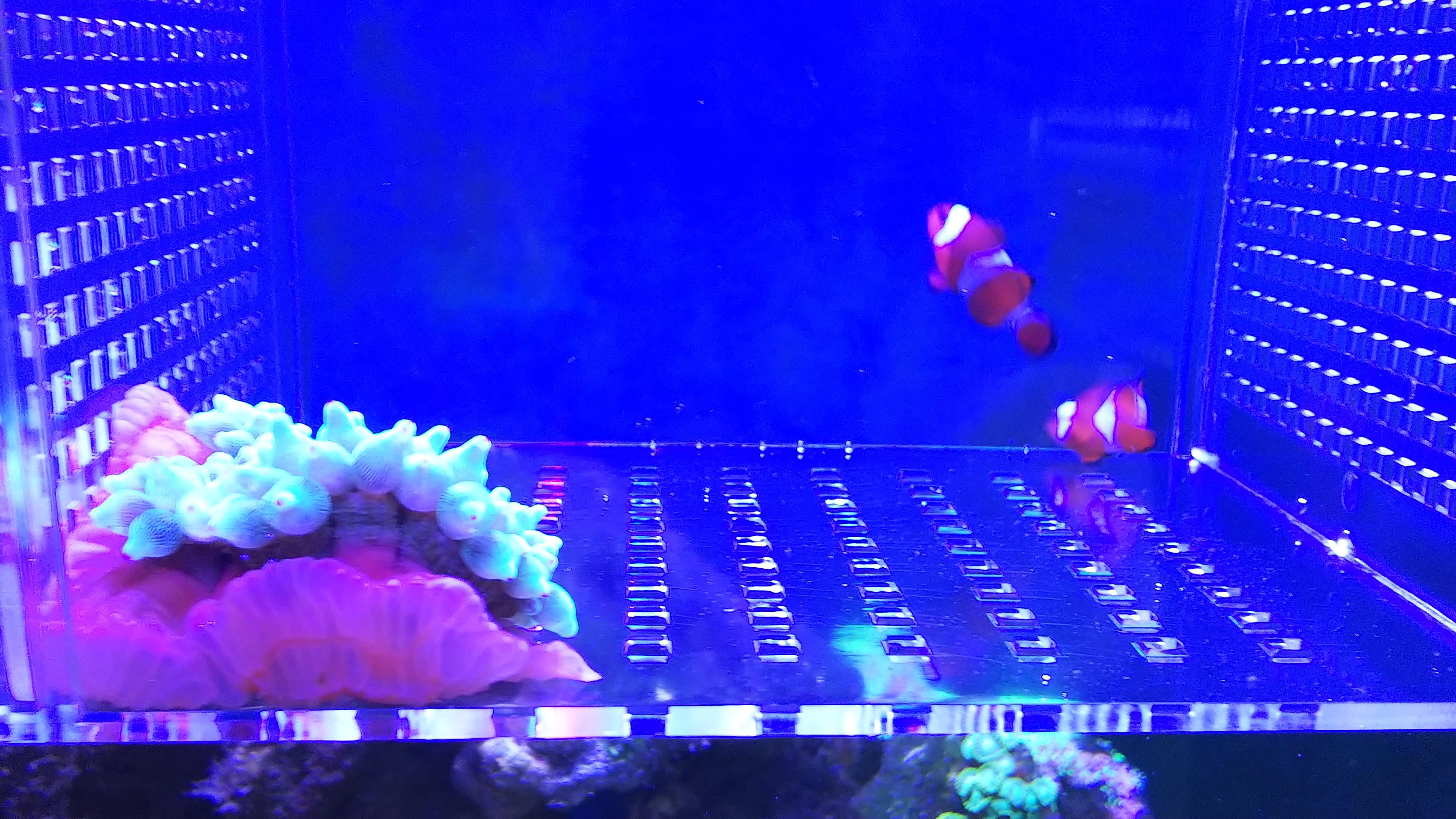 カクレクマノミ_サンゴイソギン