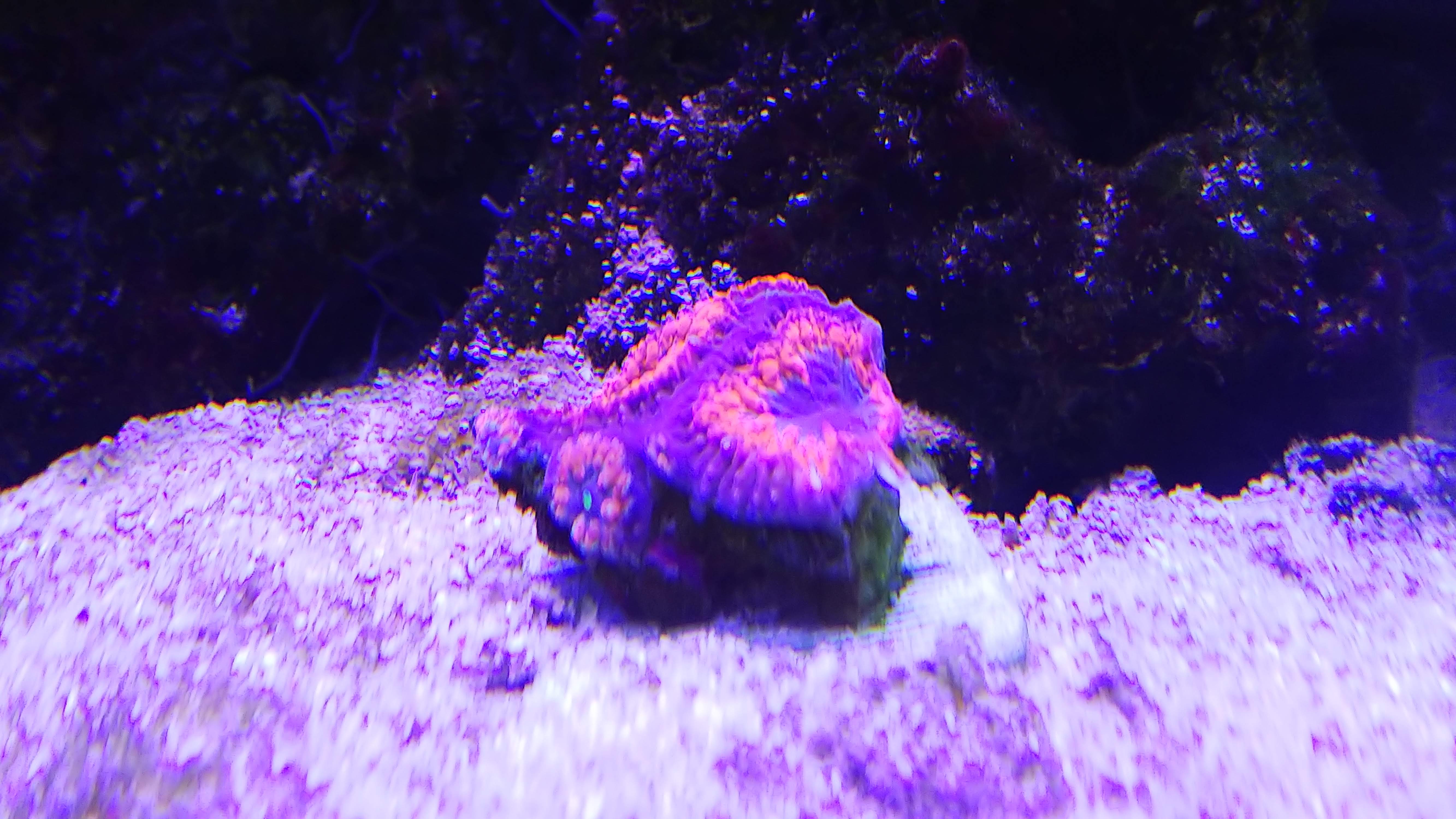 オオタバサンゴ_ヤフオク