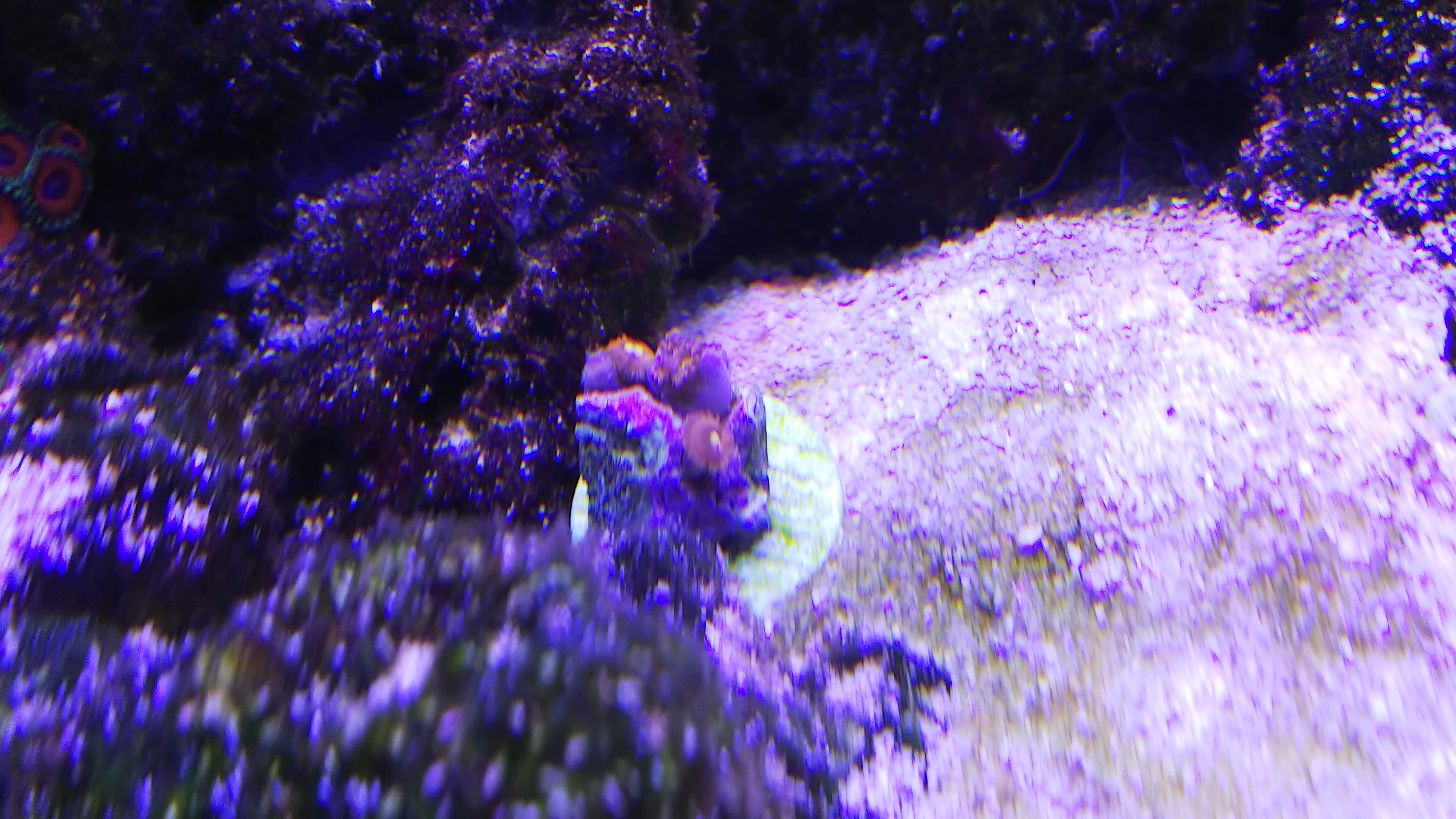 マメスナ_ヤフオク