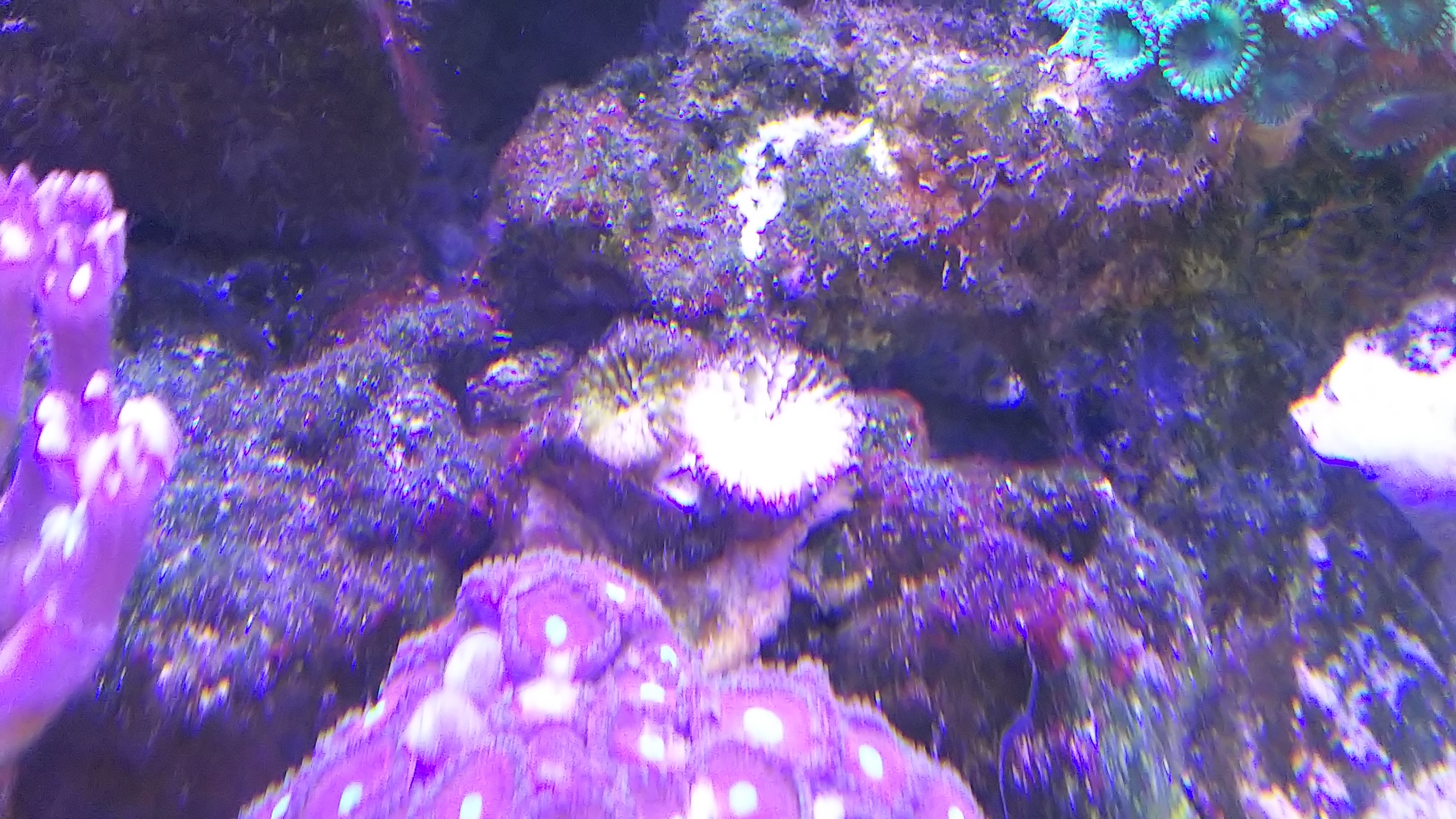 オオタバサンゴ_死骸