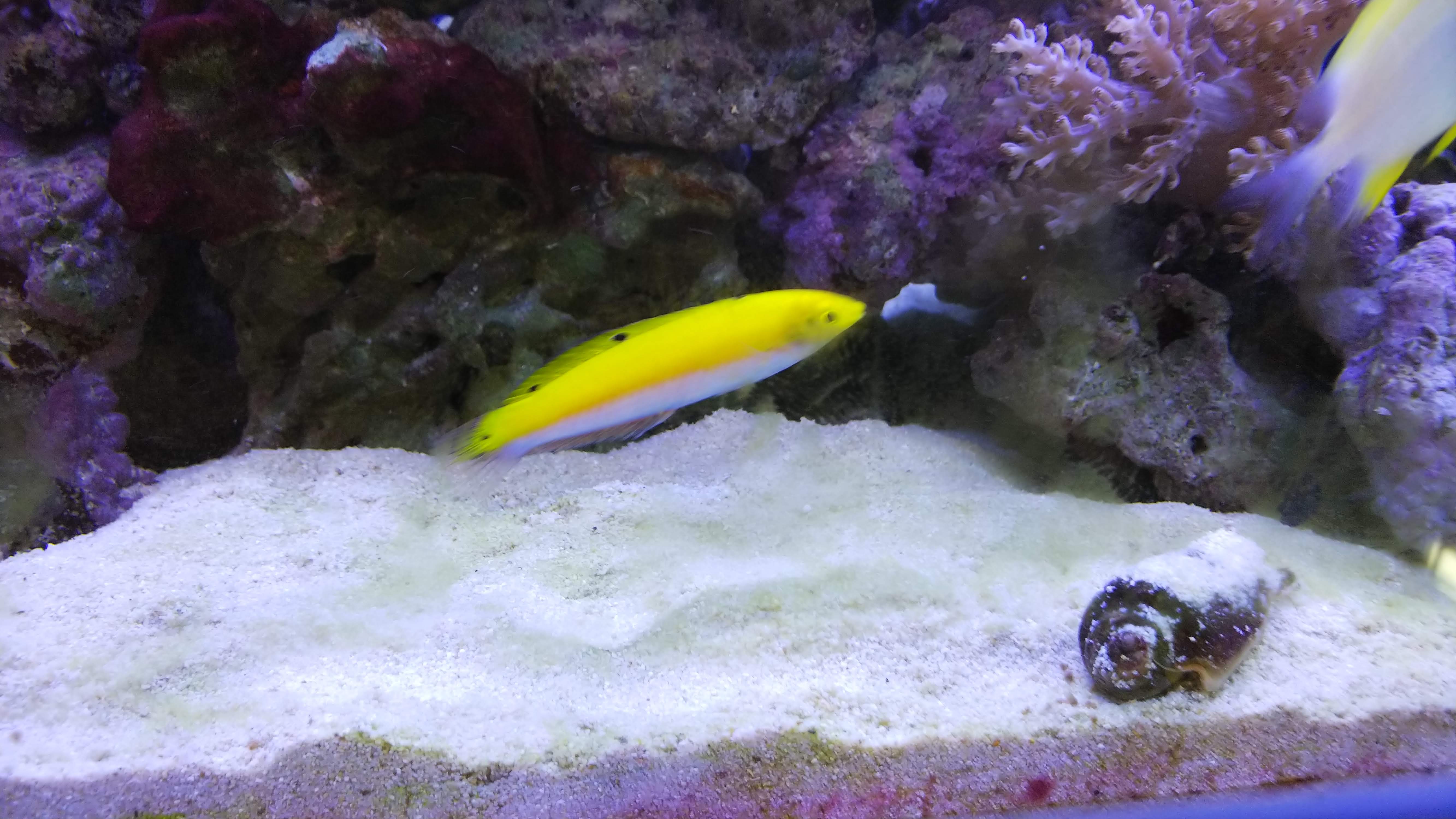 インディアンカナリーラス