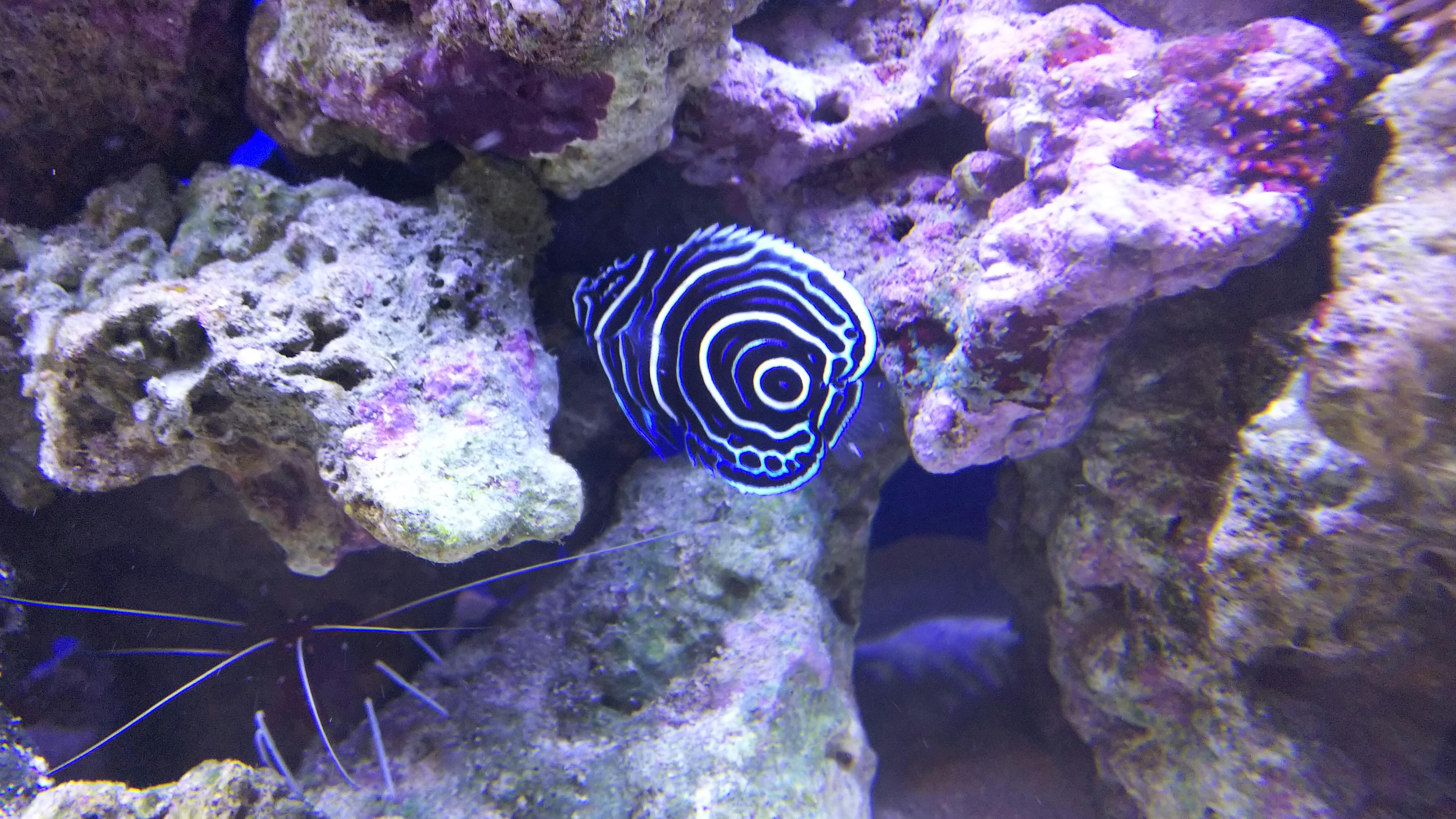 ウズマキヤッコ