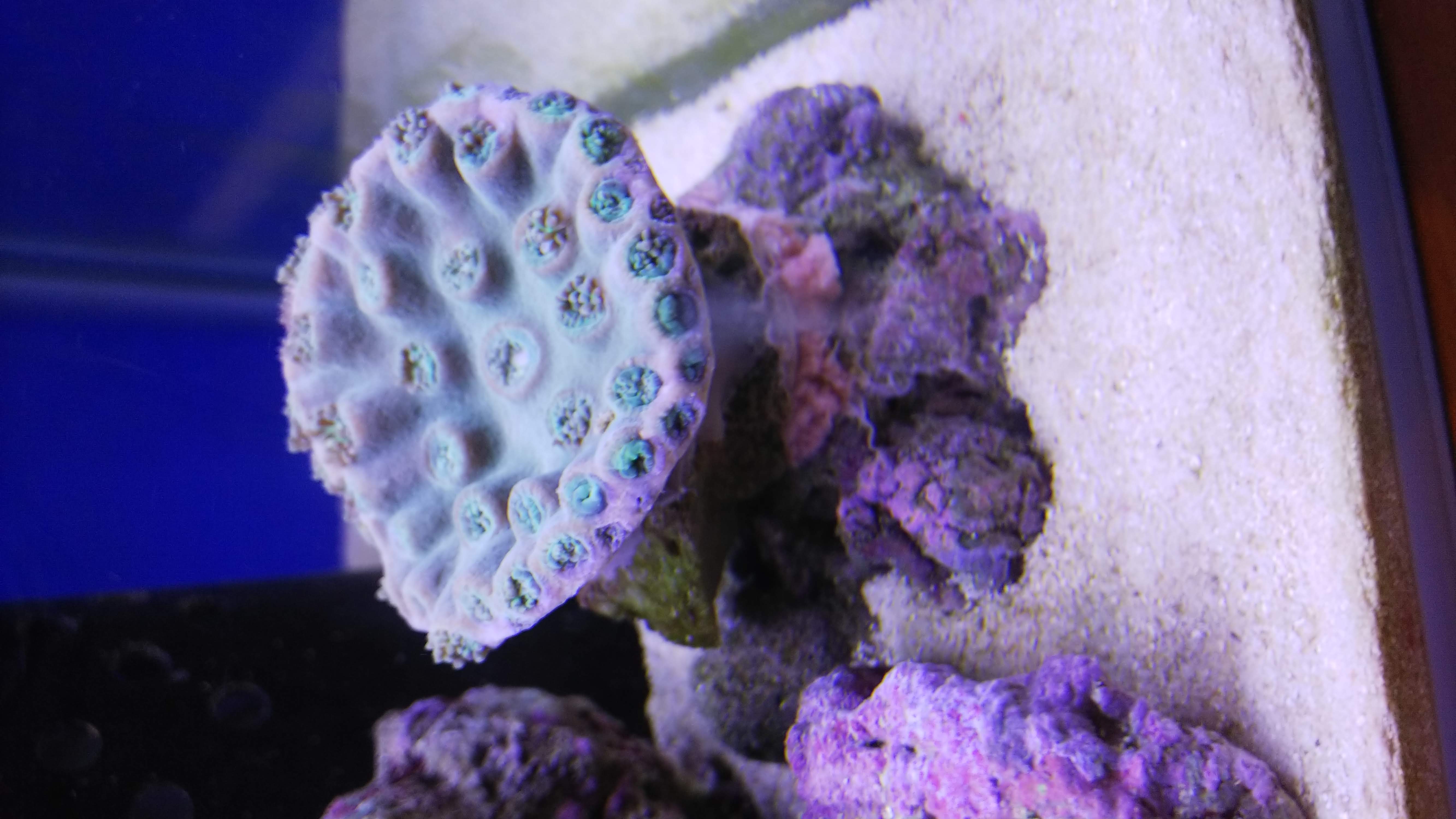 スリバチサンゴ１