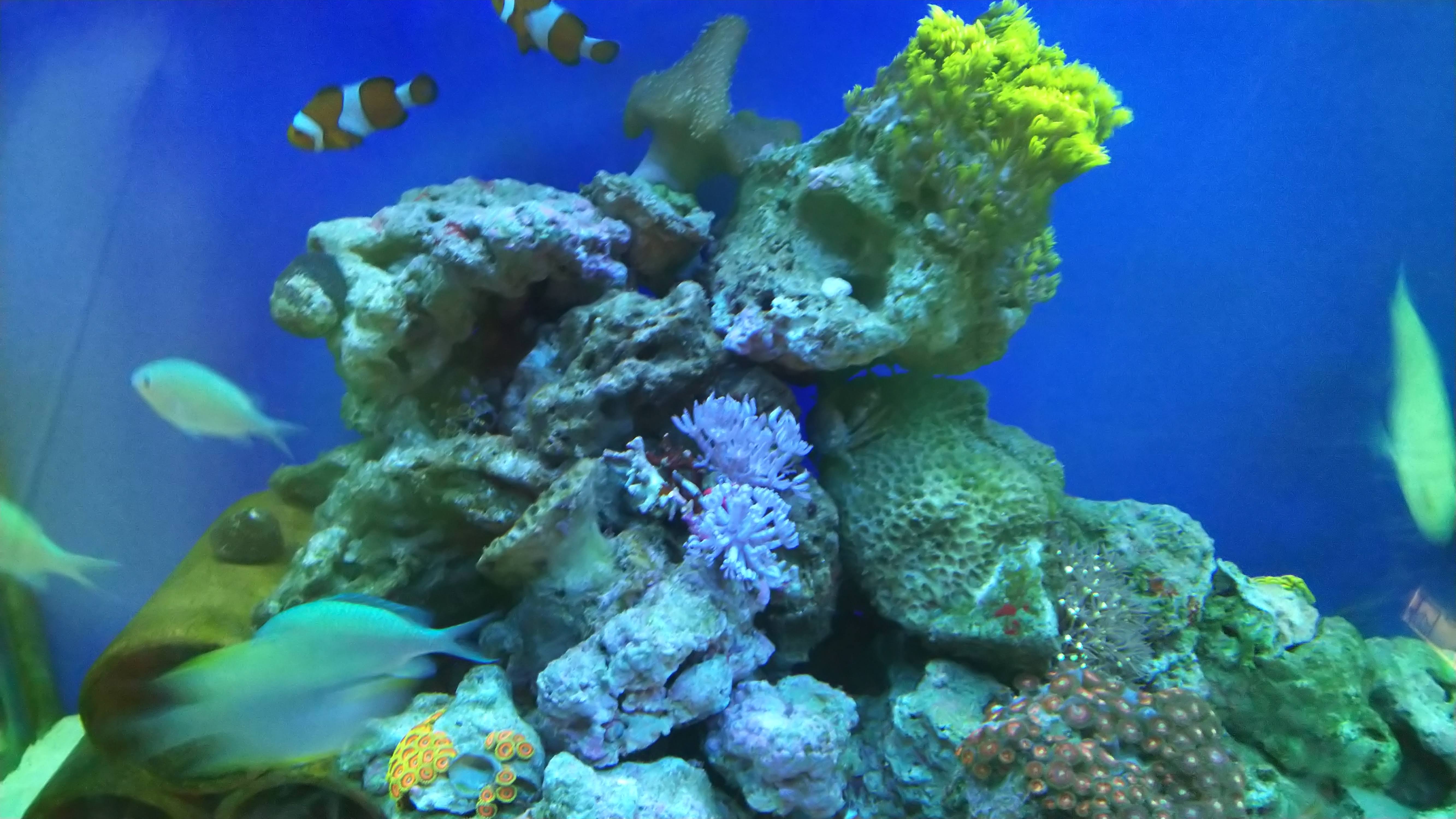 ウミアザミ１_20190723