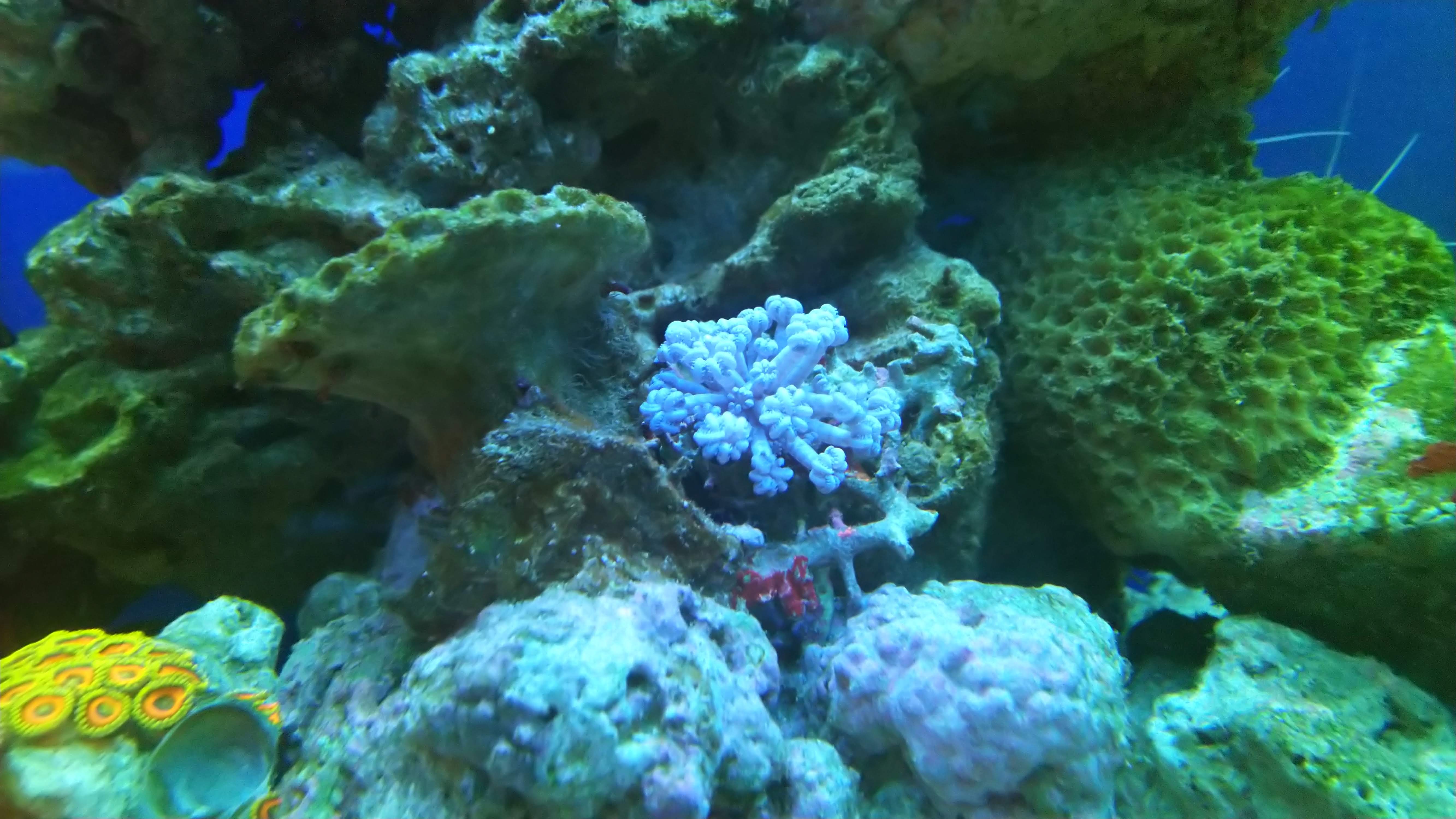 ウミアザミ１_20190810_2