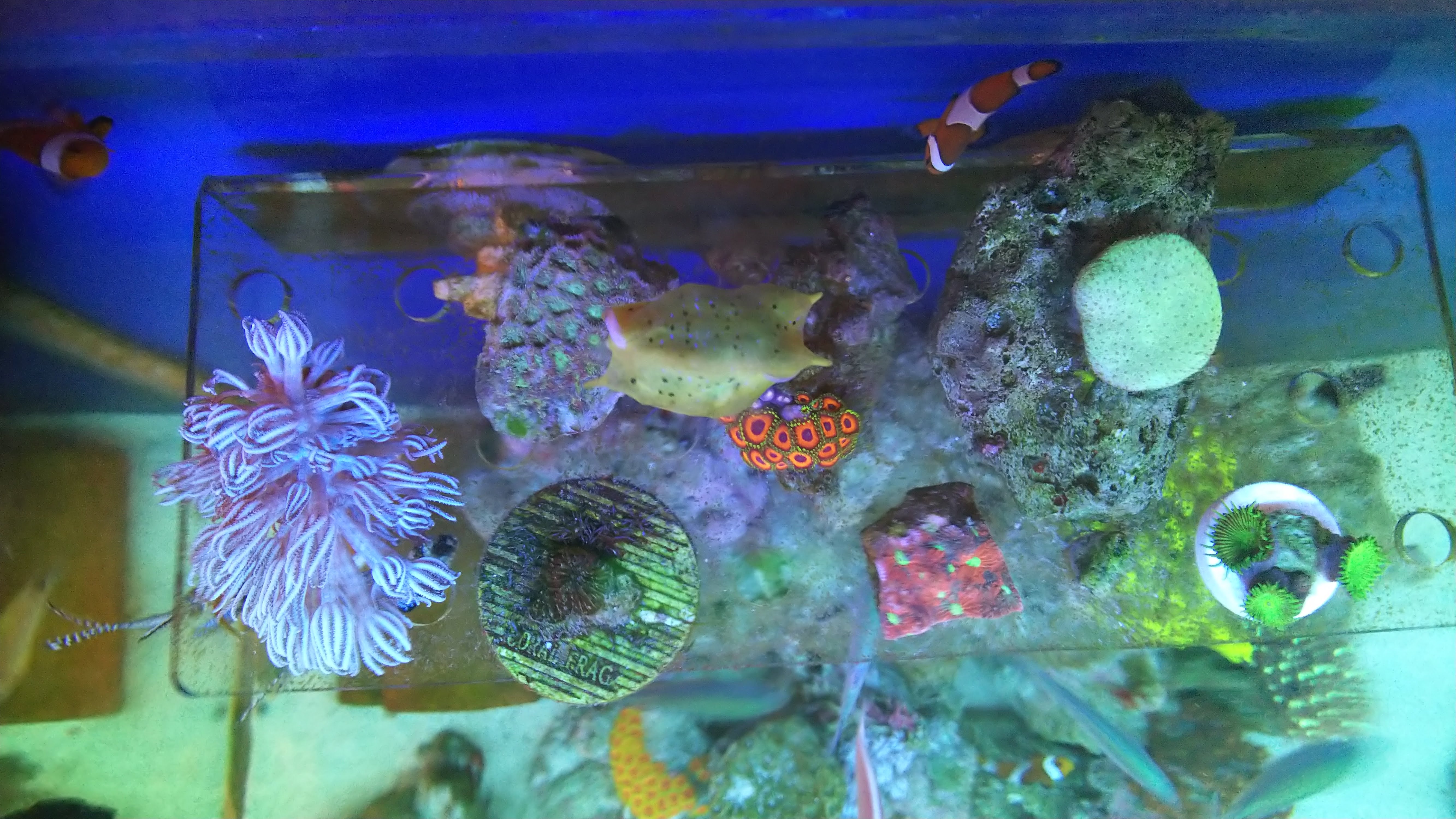 ウミアザミ２_20190816