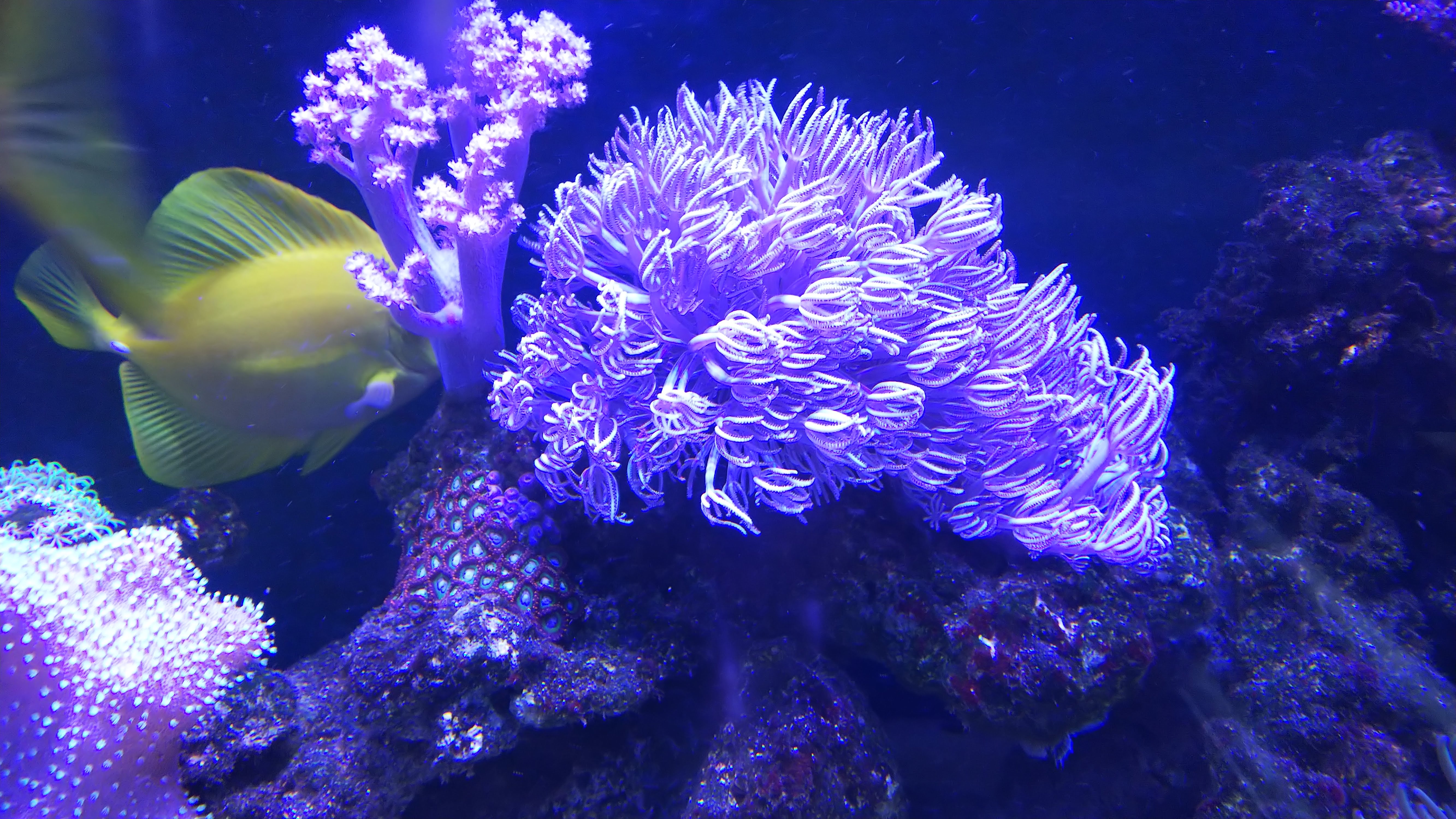 ウミアザミ２_20200513