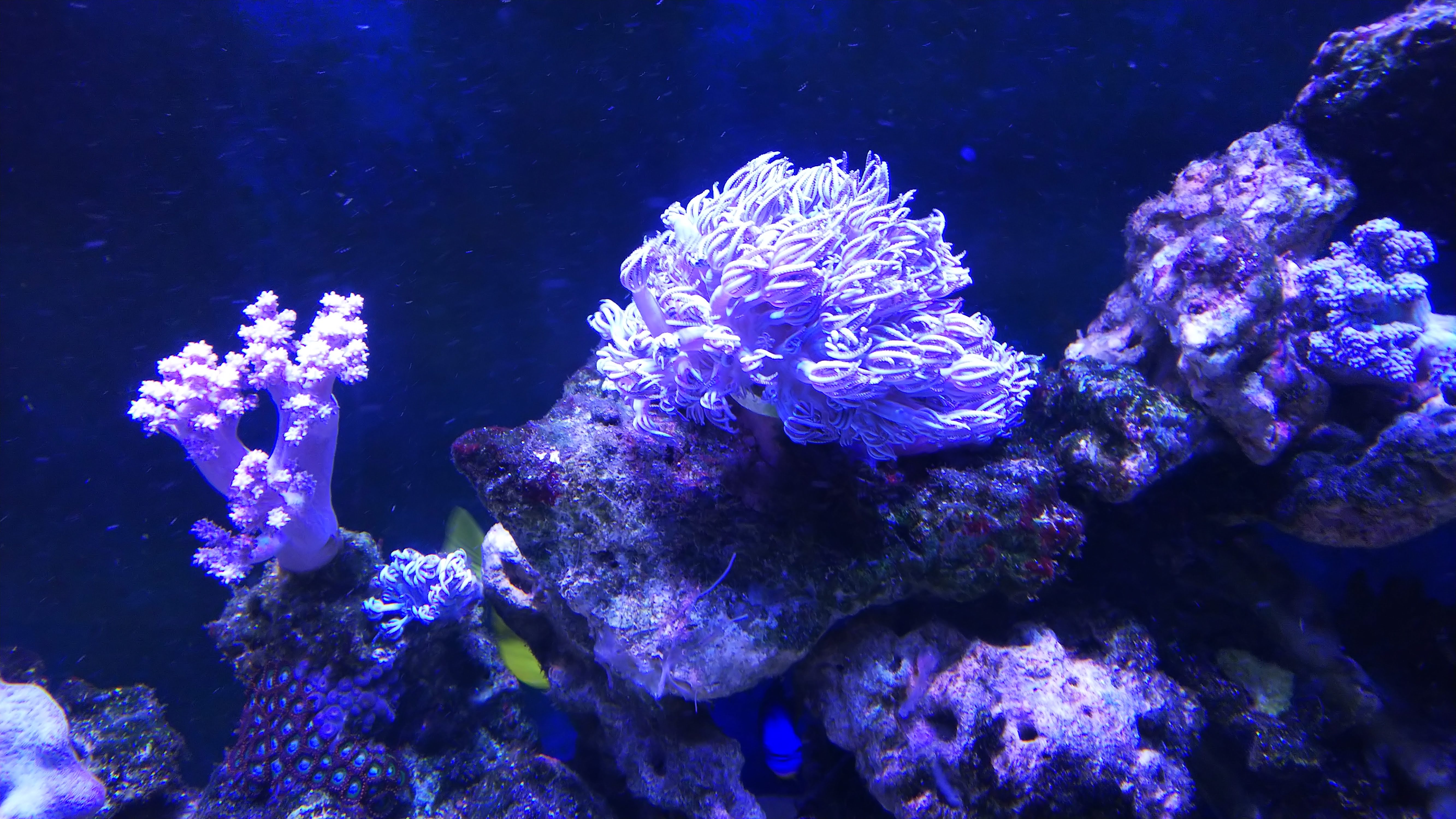 ウミアザミ２_20200516