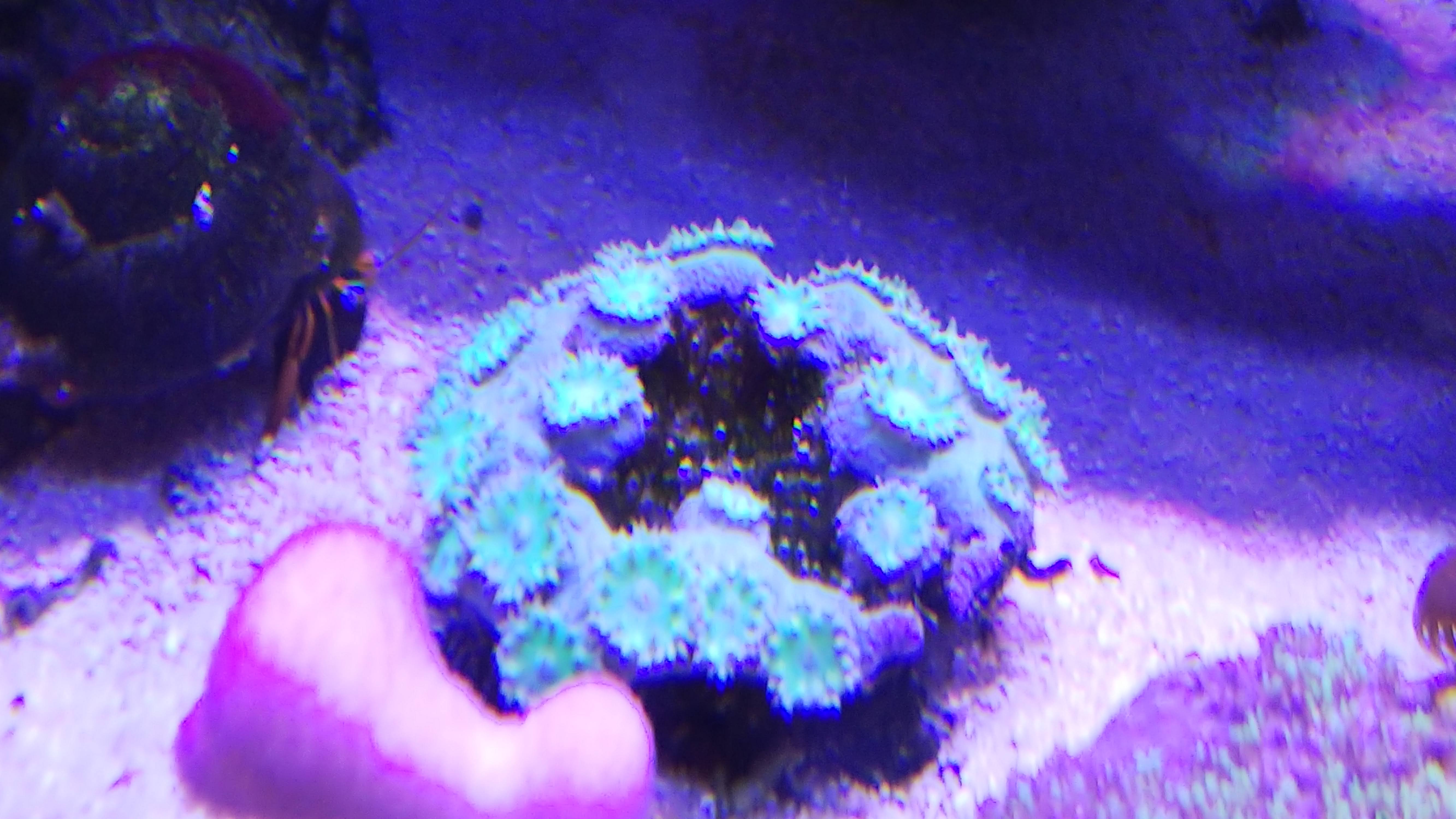 スリバチサンゴ