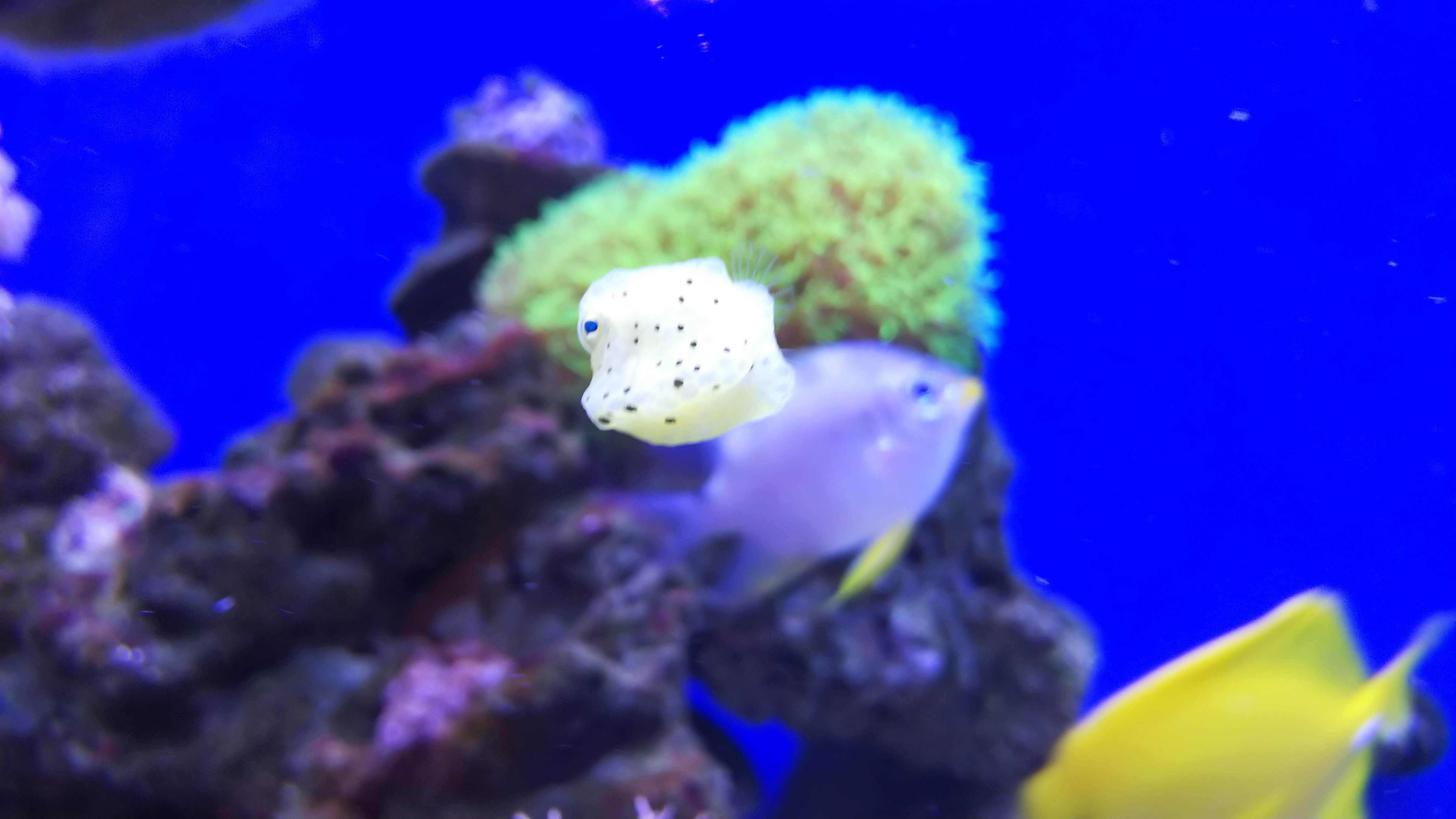 コンゴウフグ_幼魚２