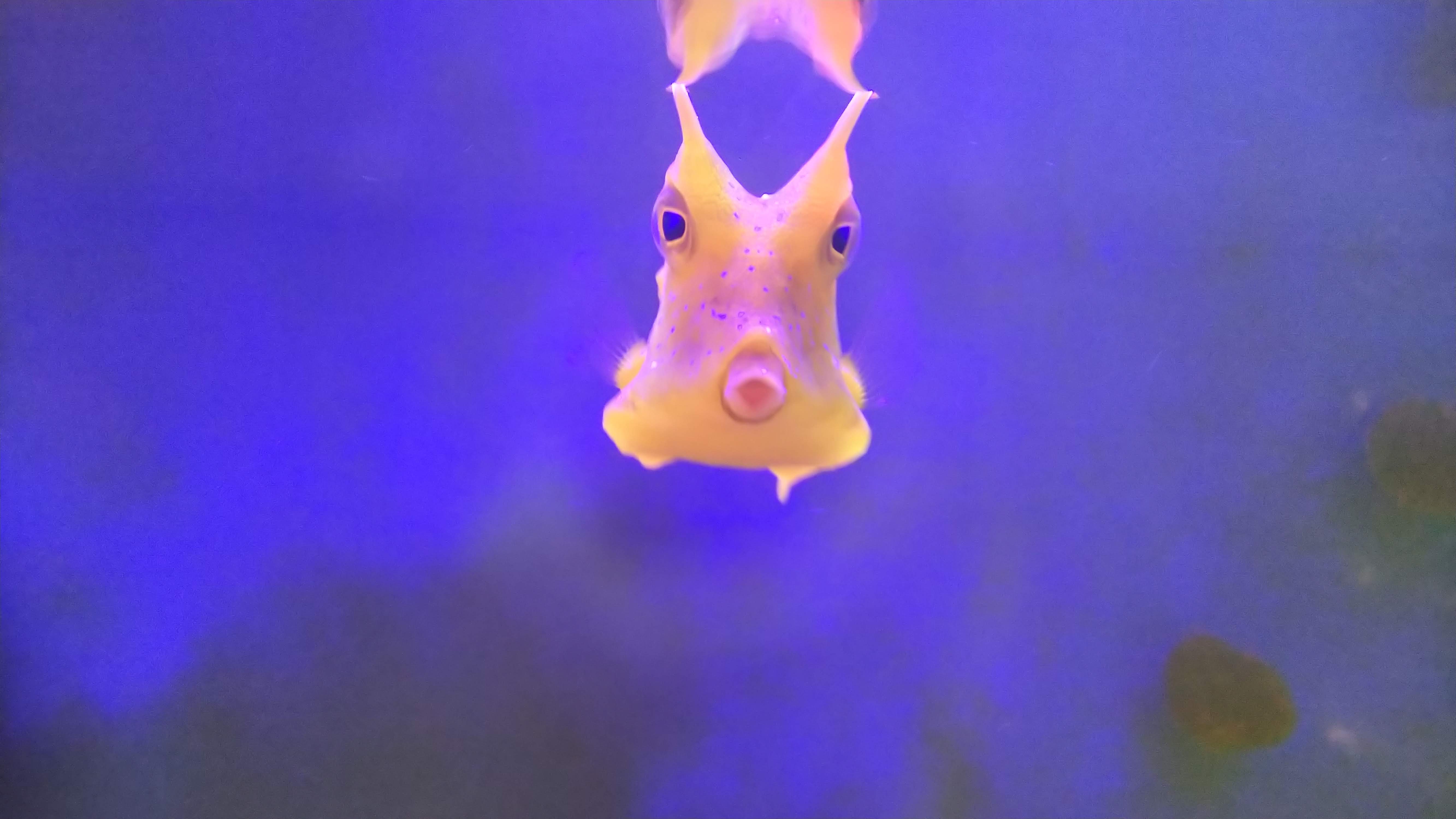 コンゴウフグ_正面