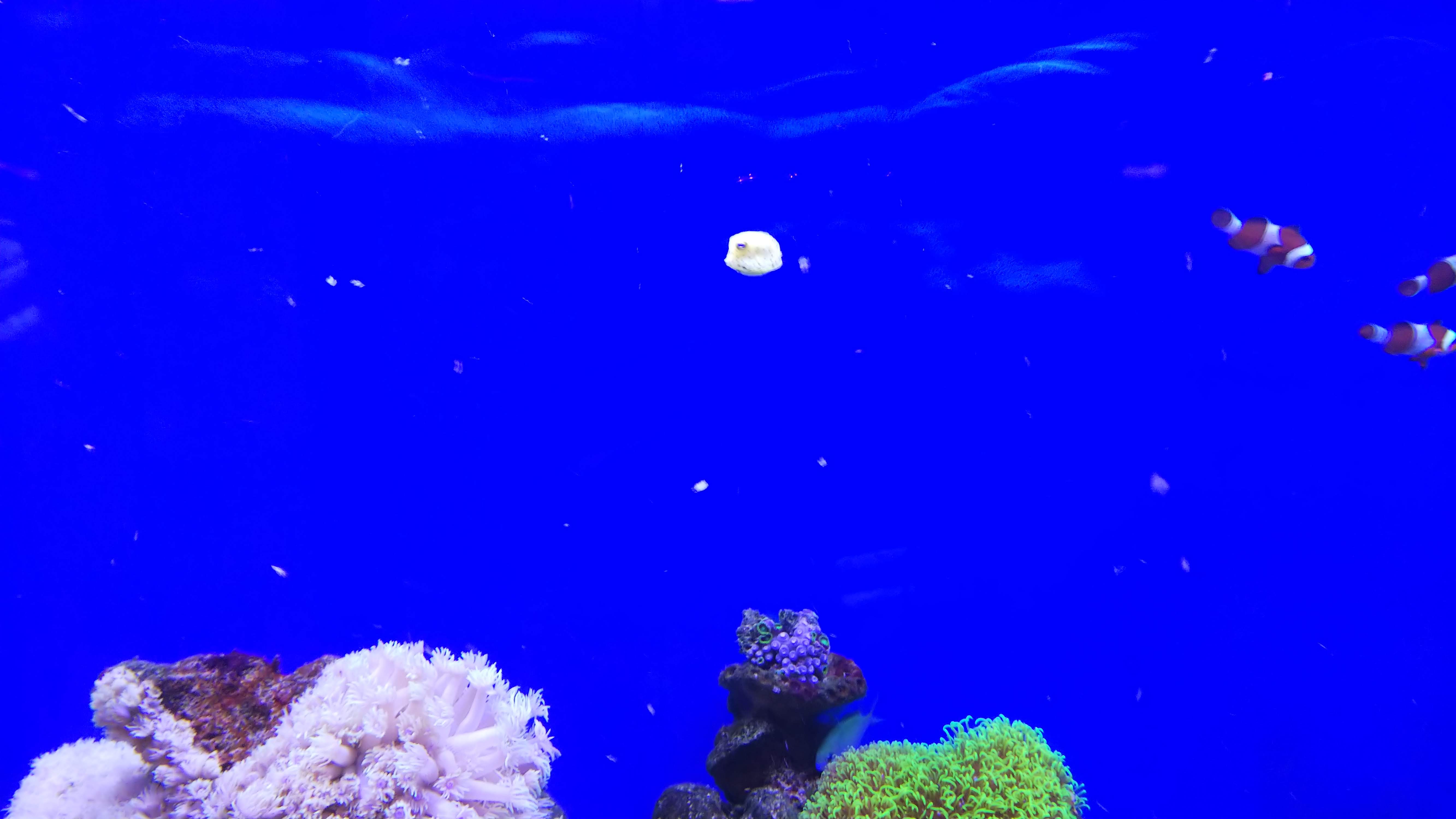 コンゴウフグ_水槽内見渡し