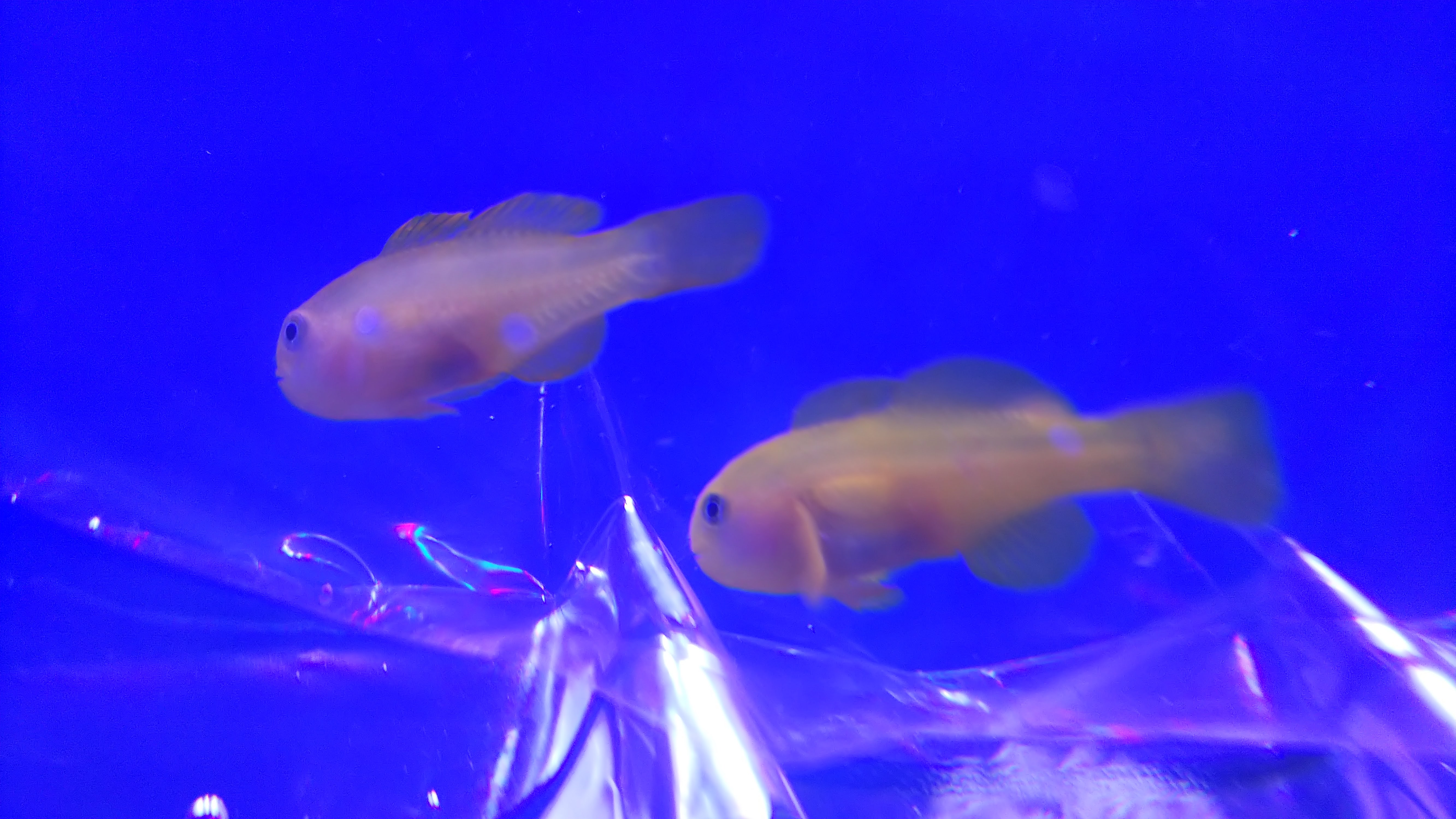 キイロサンゴハゼ