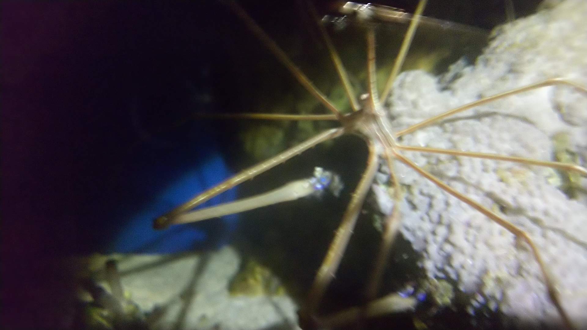 アロークラブ捕食中