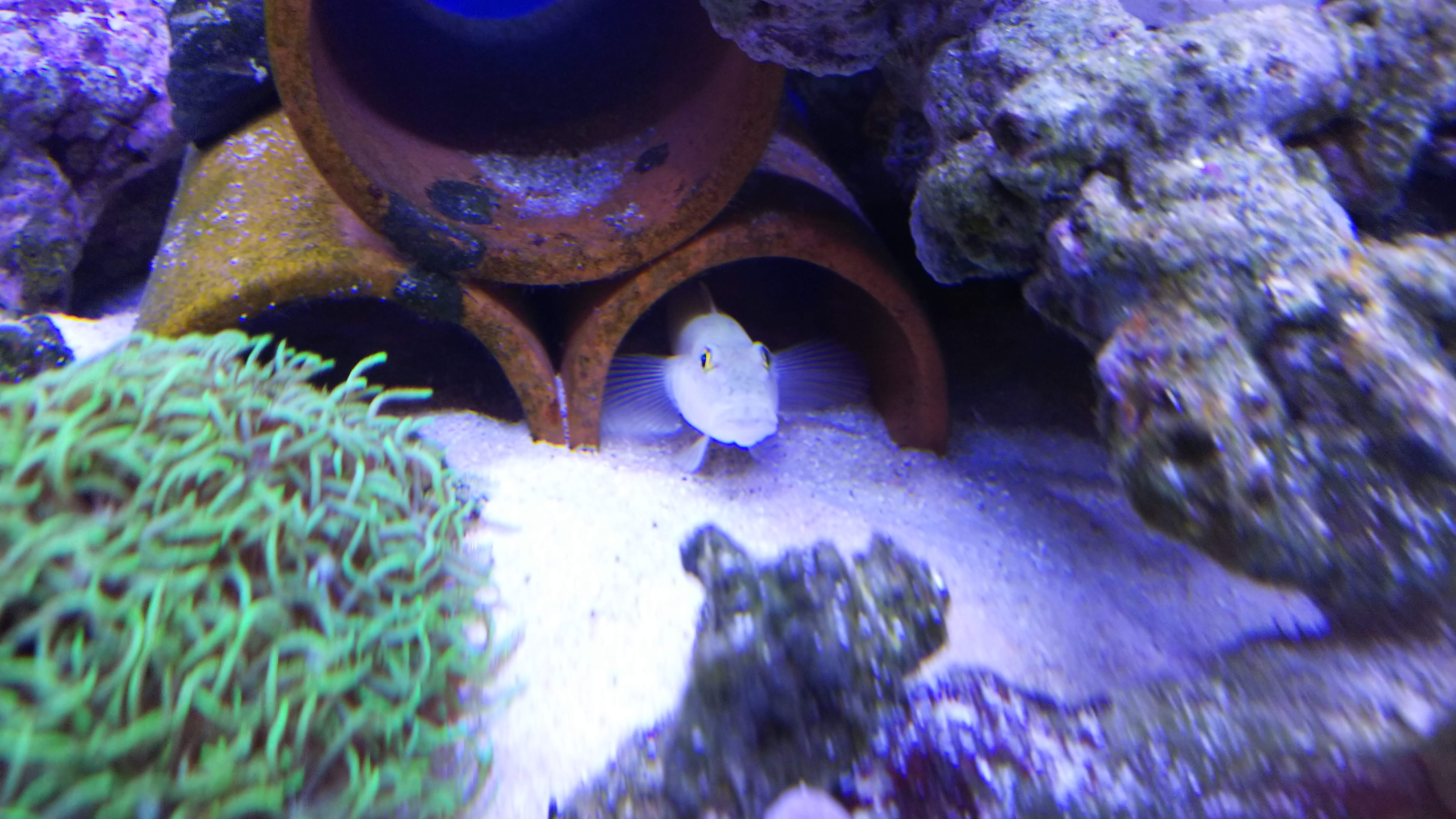 ミズタマハゼ正面