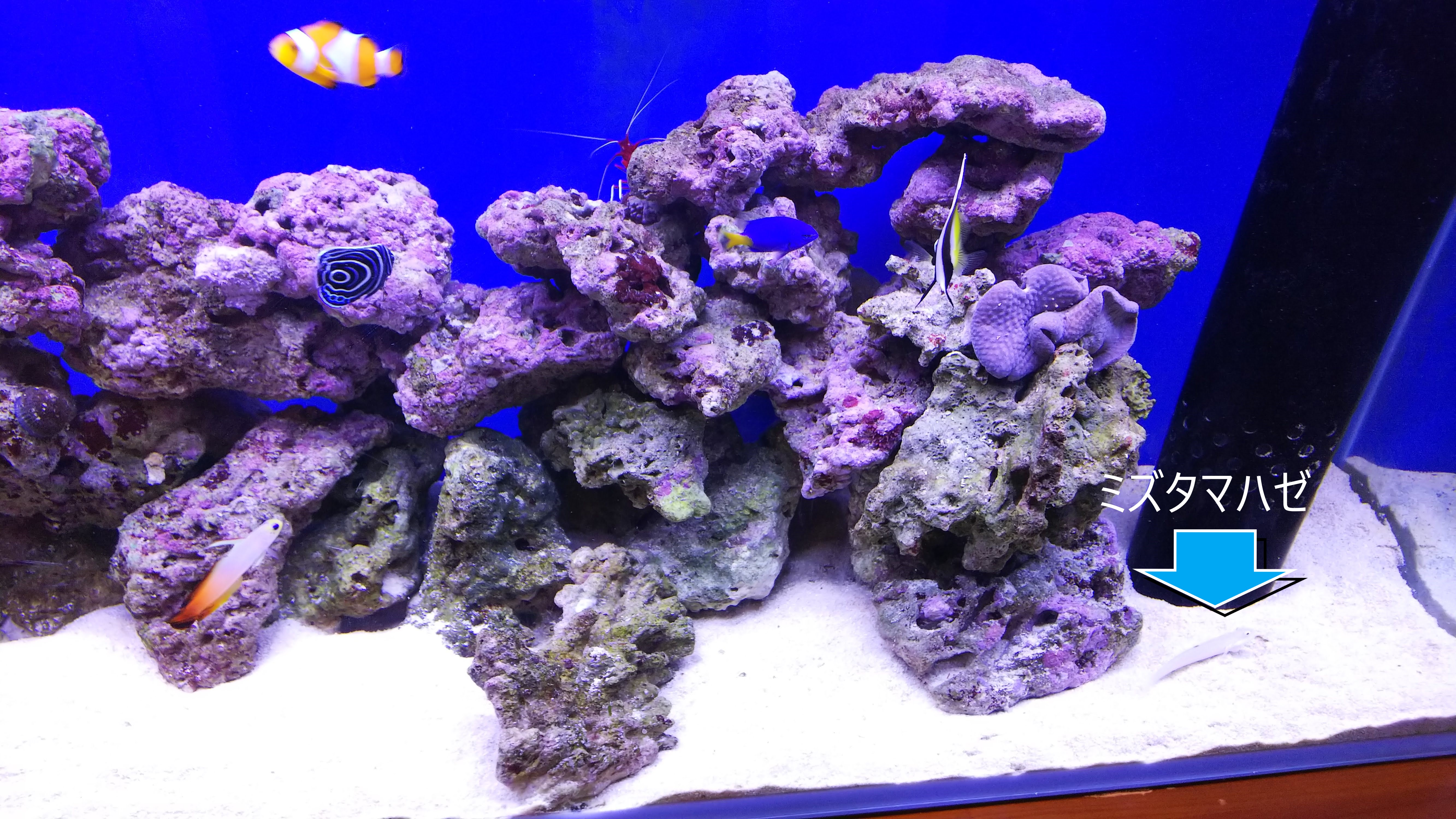 ミズタマハゼ_全景