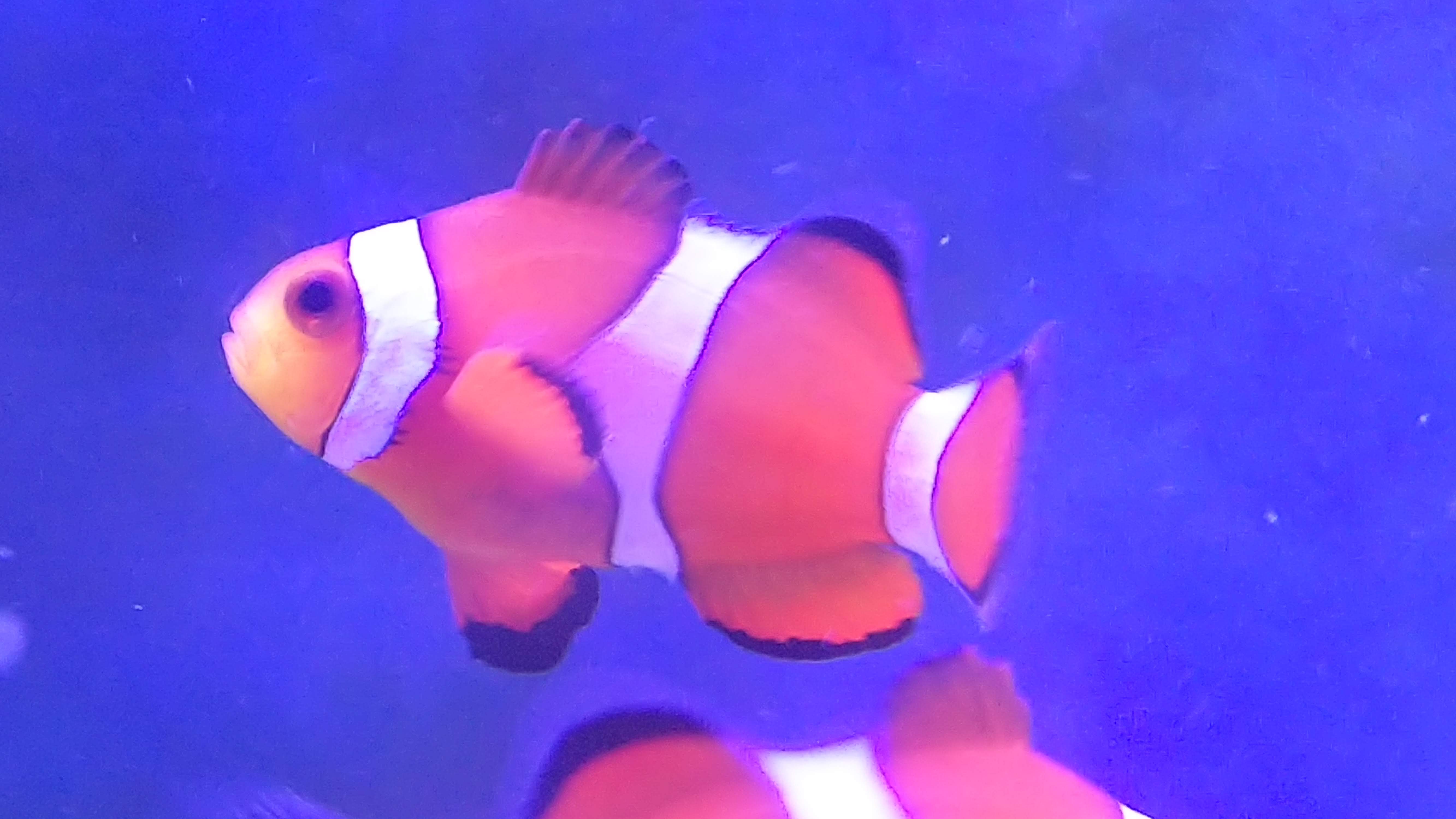 カクレクマノミ