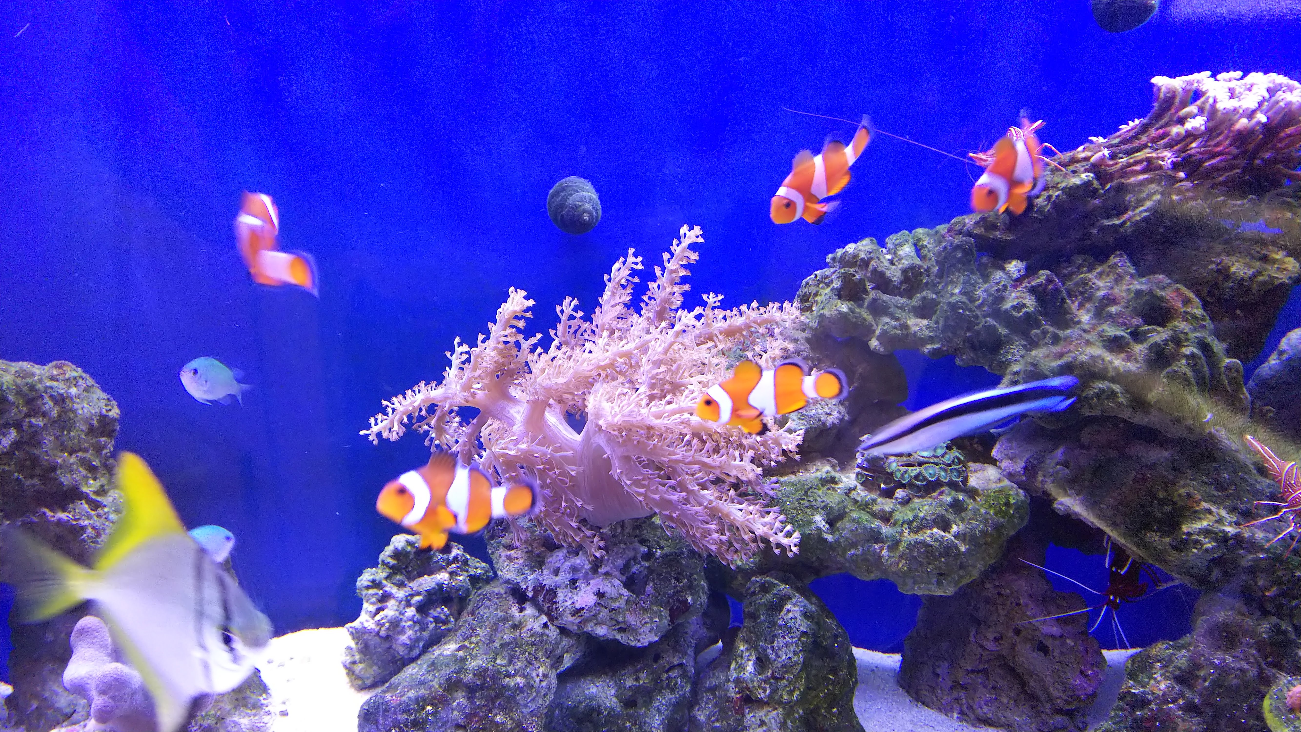 カクレクマノミ_5匹