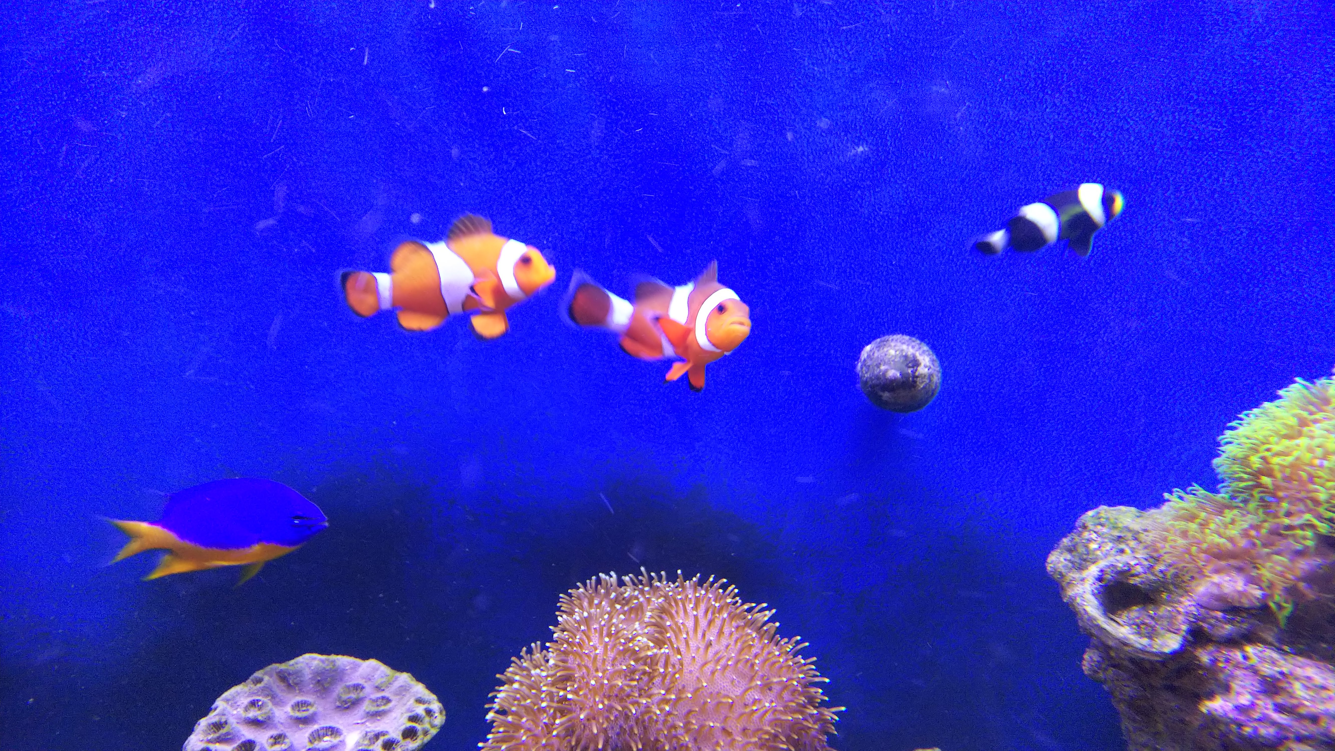 カクレクマノミ_ブラックオセラリス