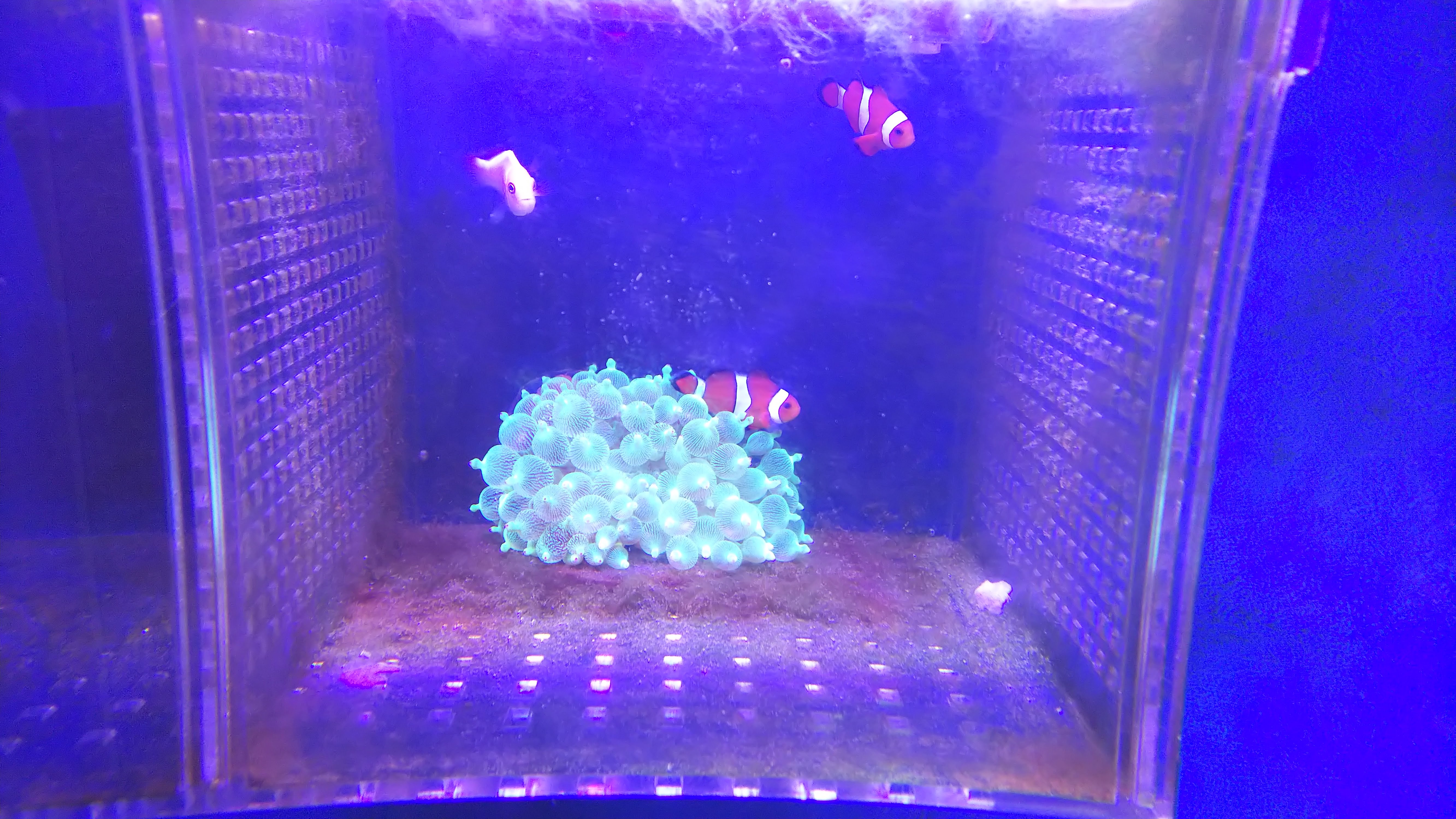 カクレクマノミ_サンゴイソギン