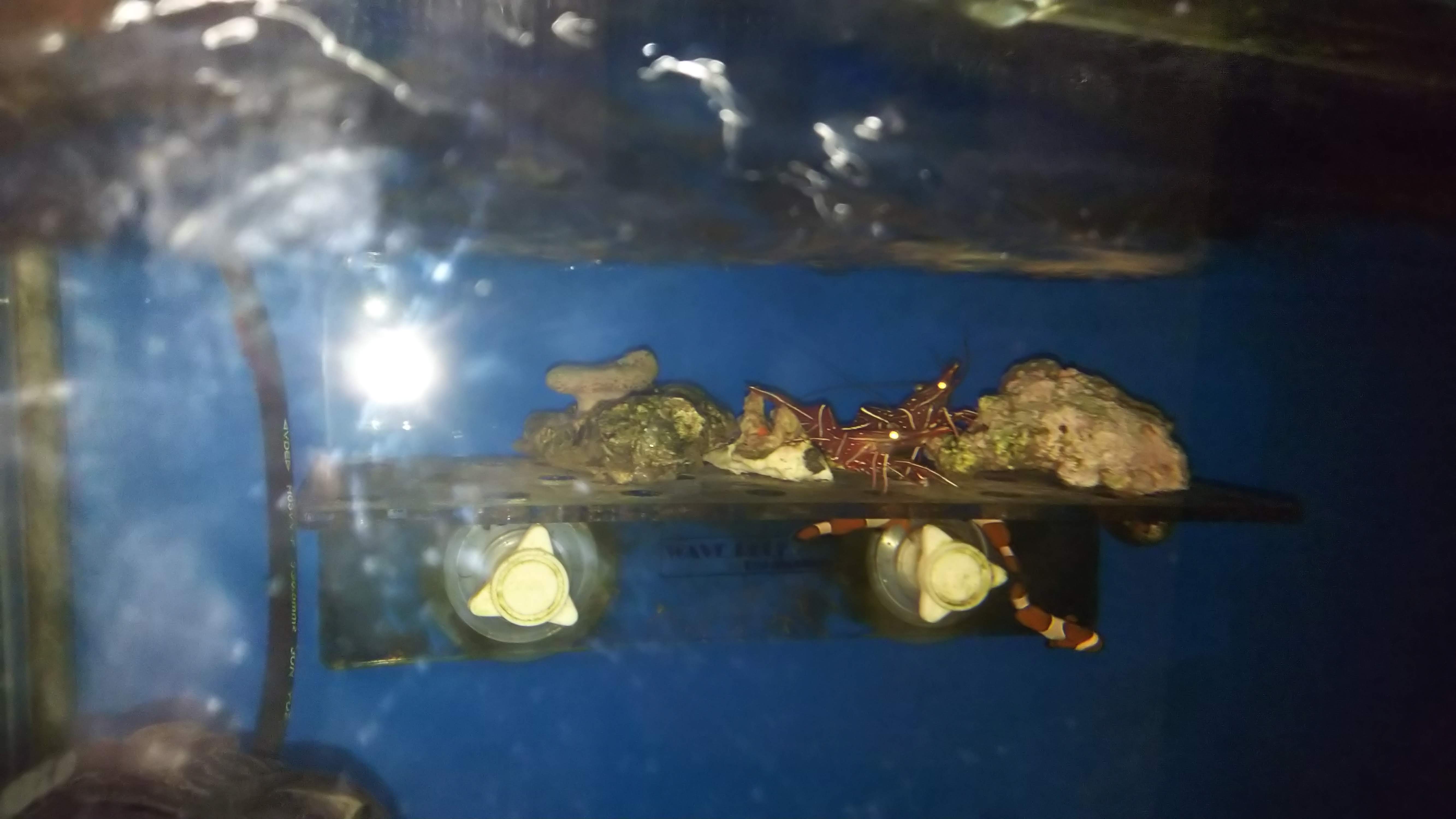 カクレクマノミ_夜