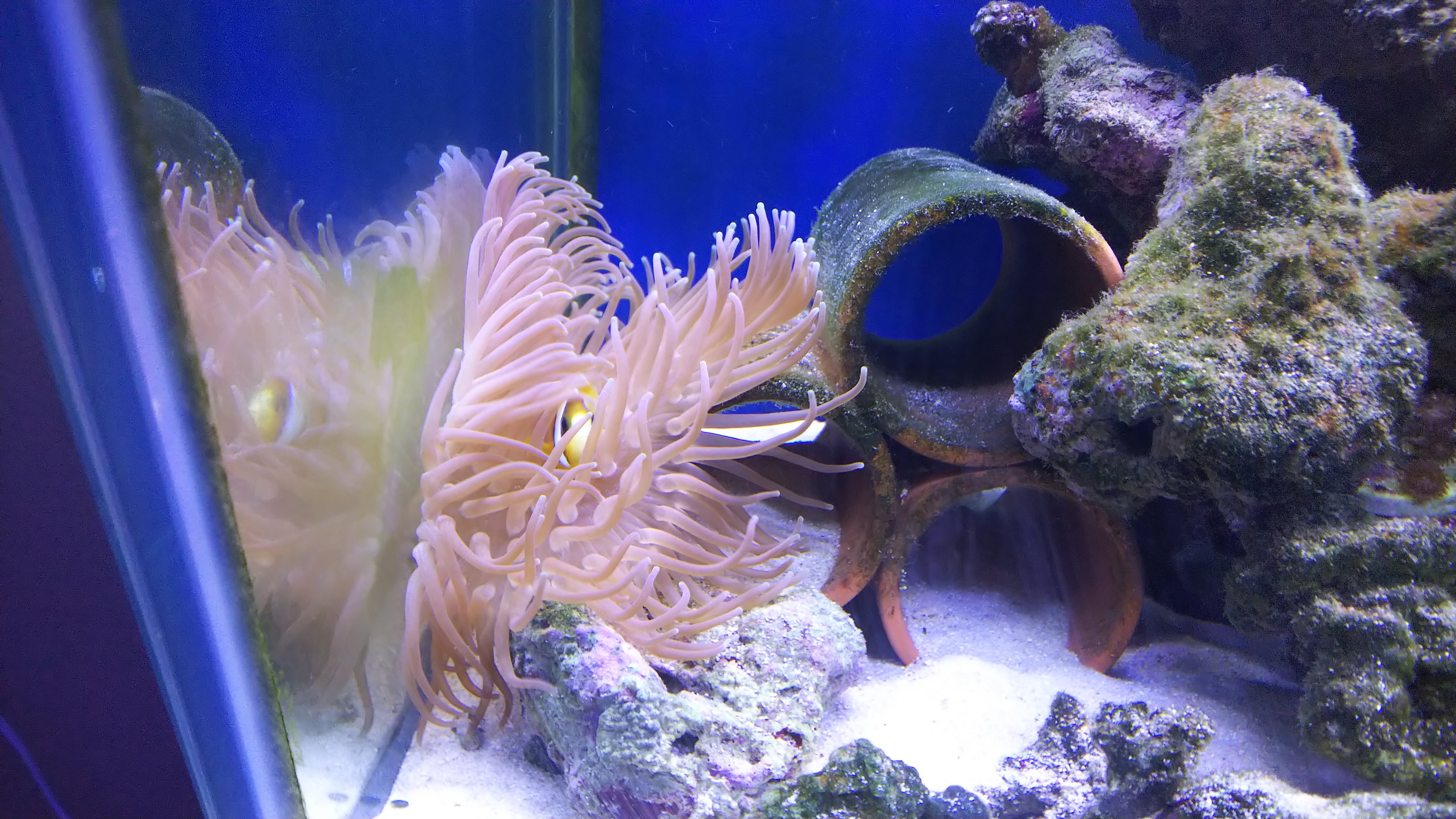 ナミクマノミ_ロングテンタクル