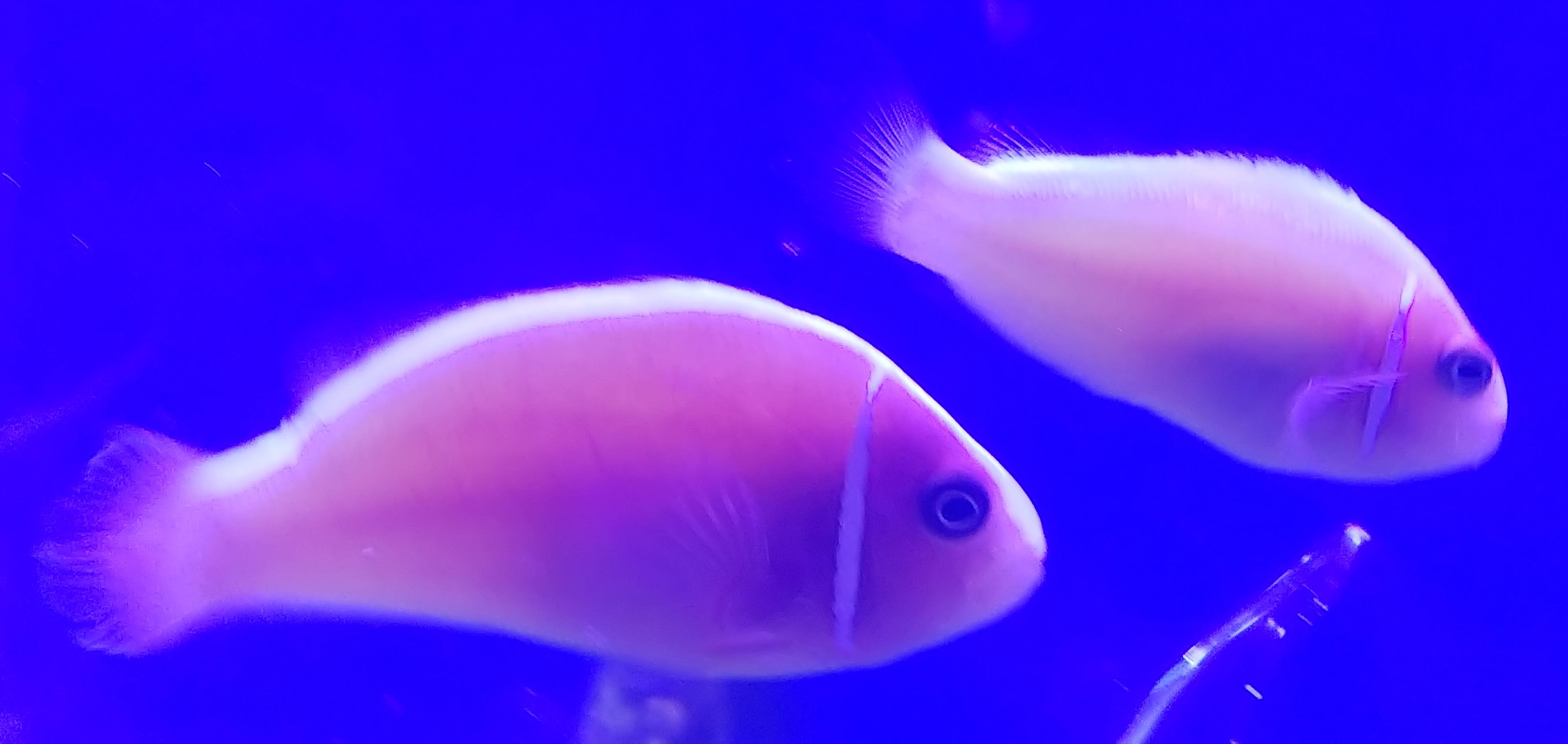 ハナビラクマノミ