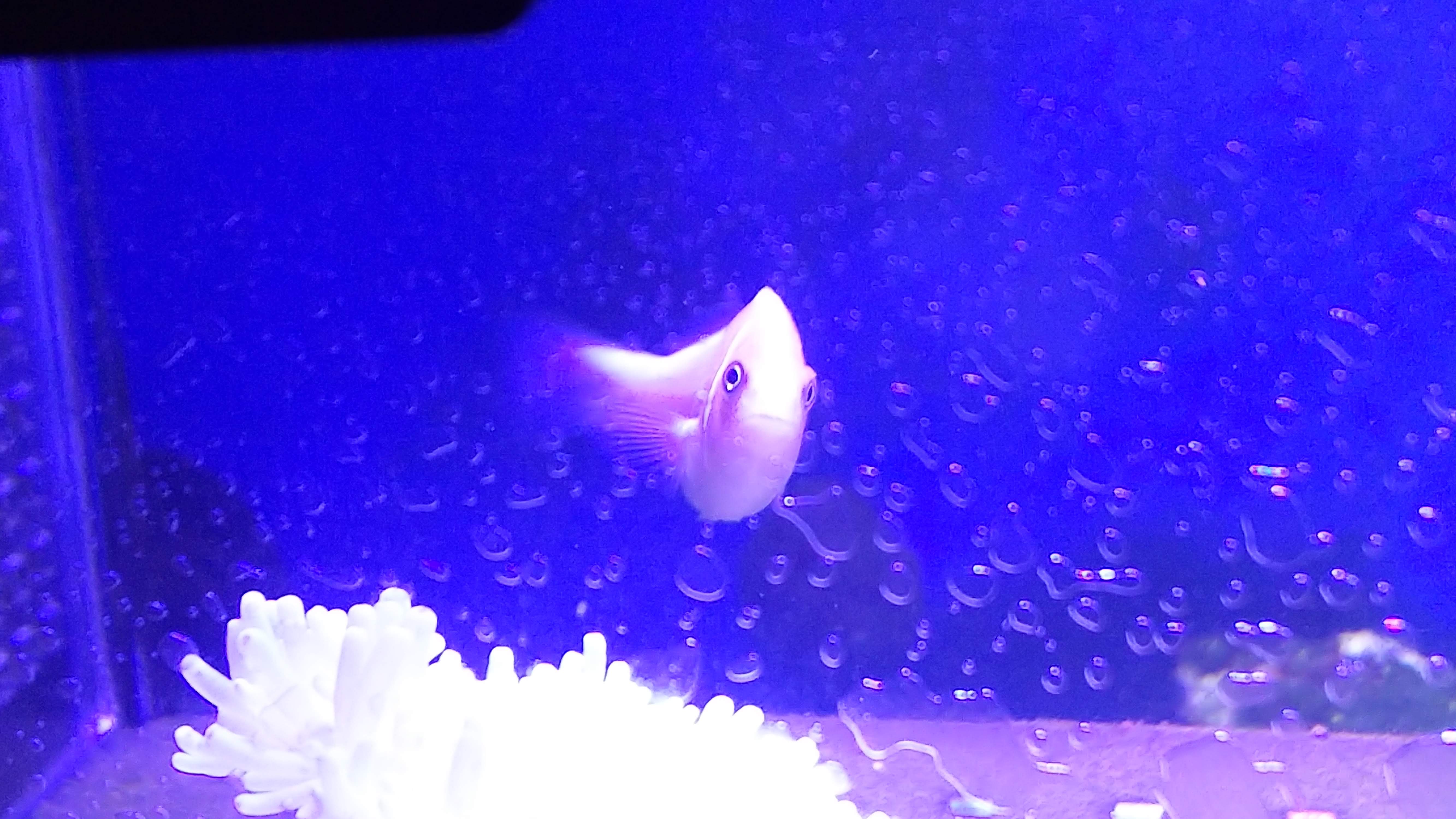 ハナビラクマノミ_シライトイソギン