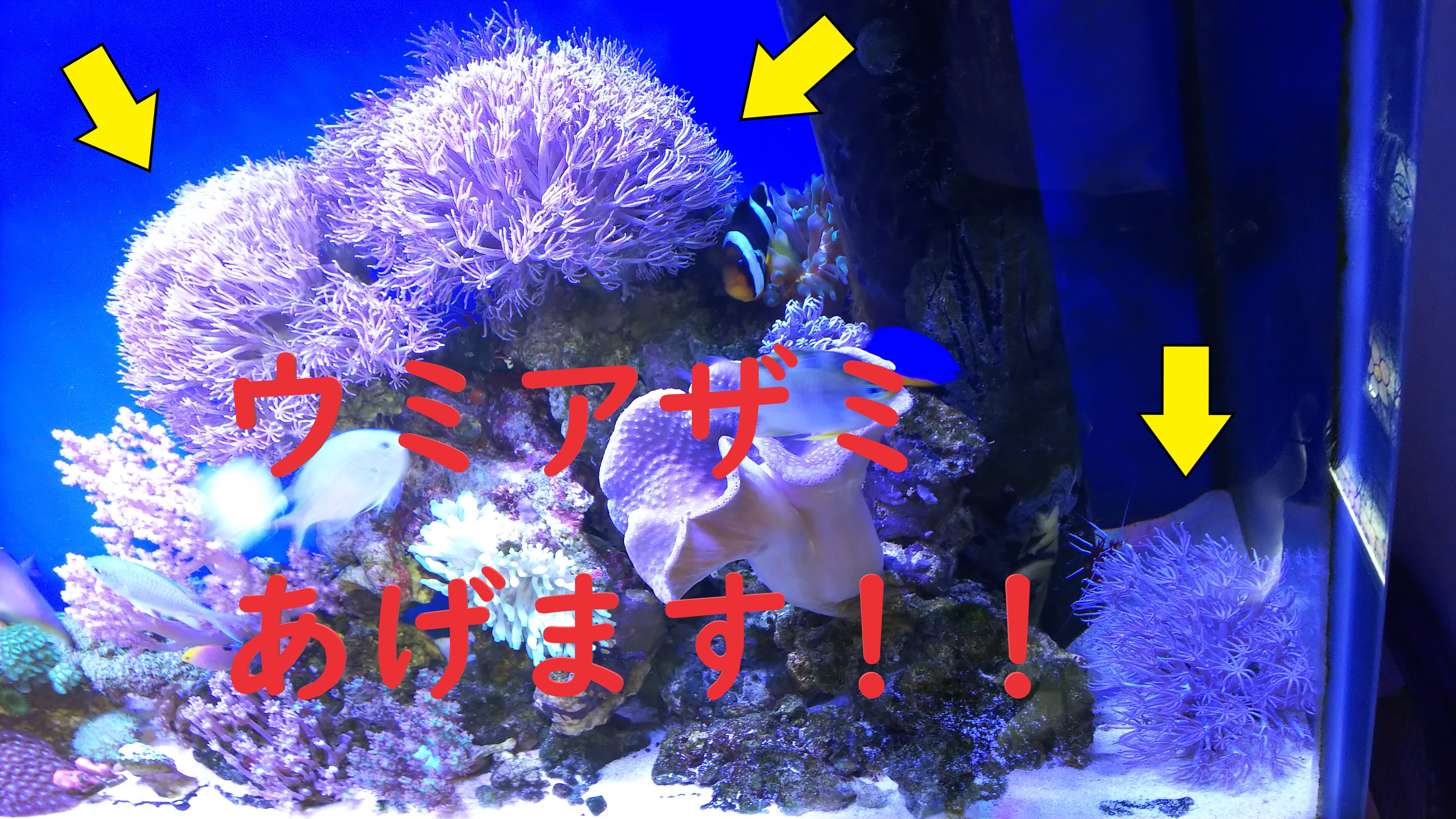 ウミアザミあげます_全景