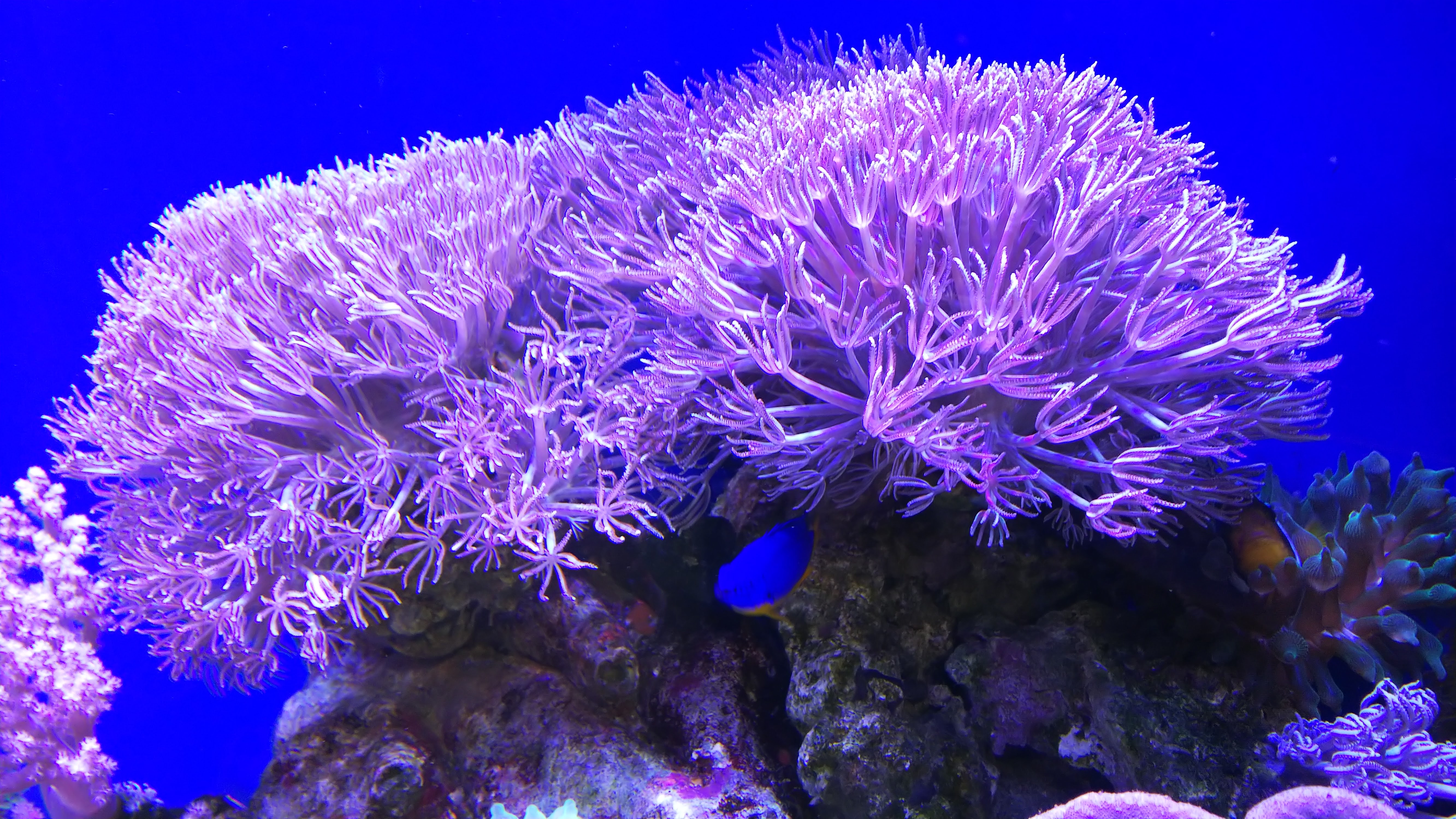 ウミアザミ_上部アップ