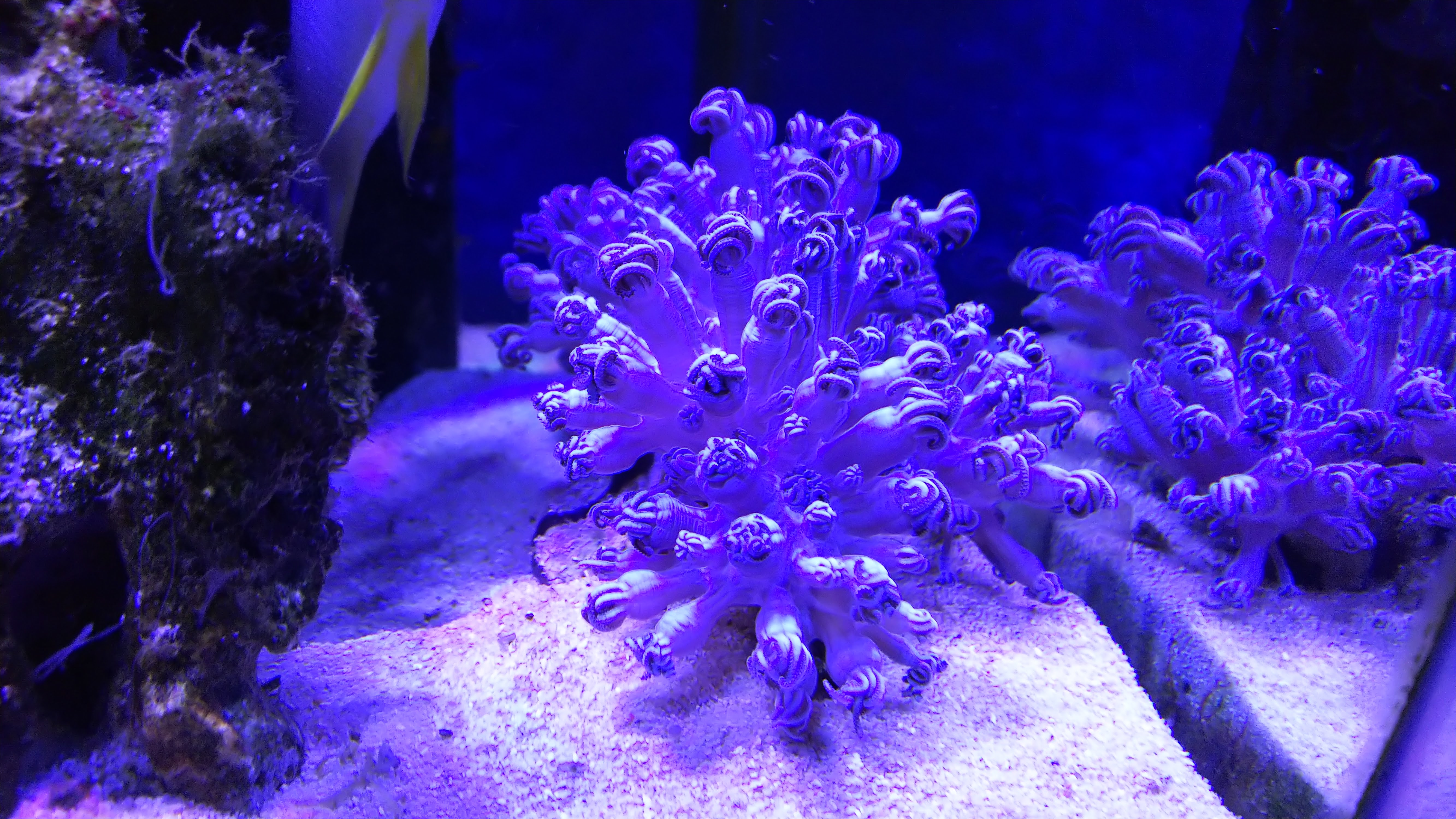 ウミアザミ_小アップ