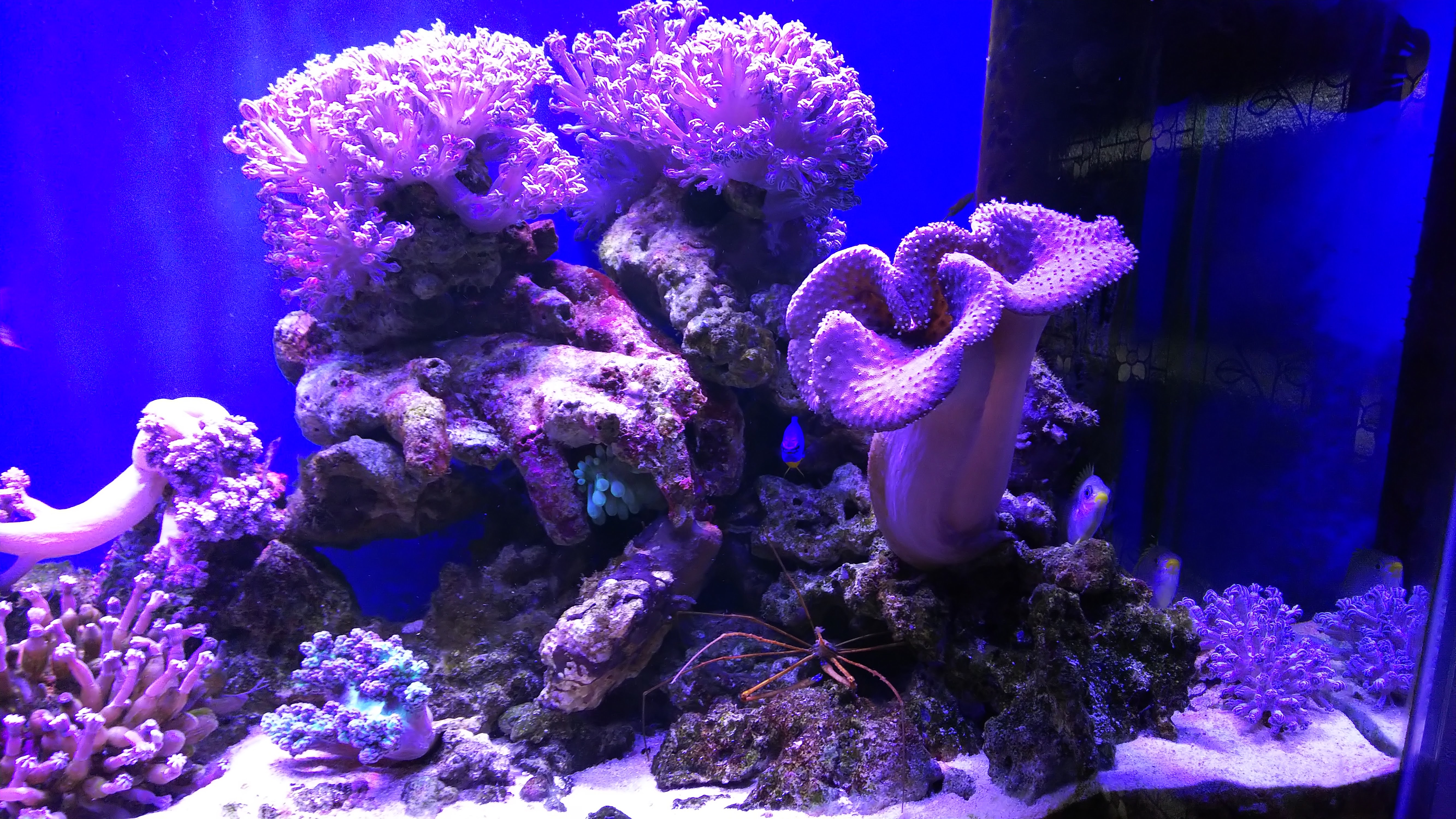 ウミアザミ_全景_閉じる