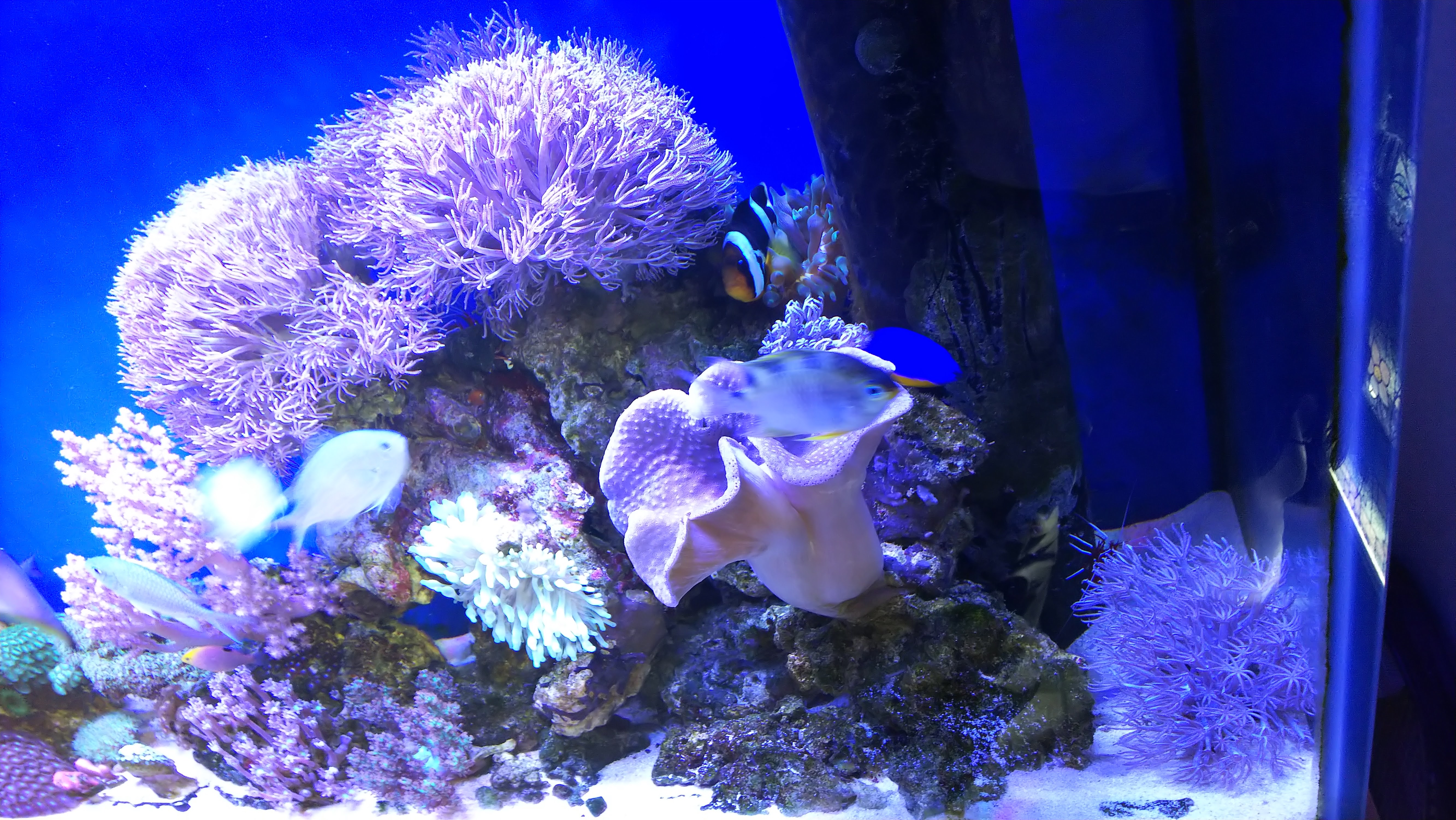 ウミアザミ_全景