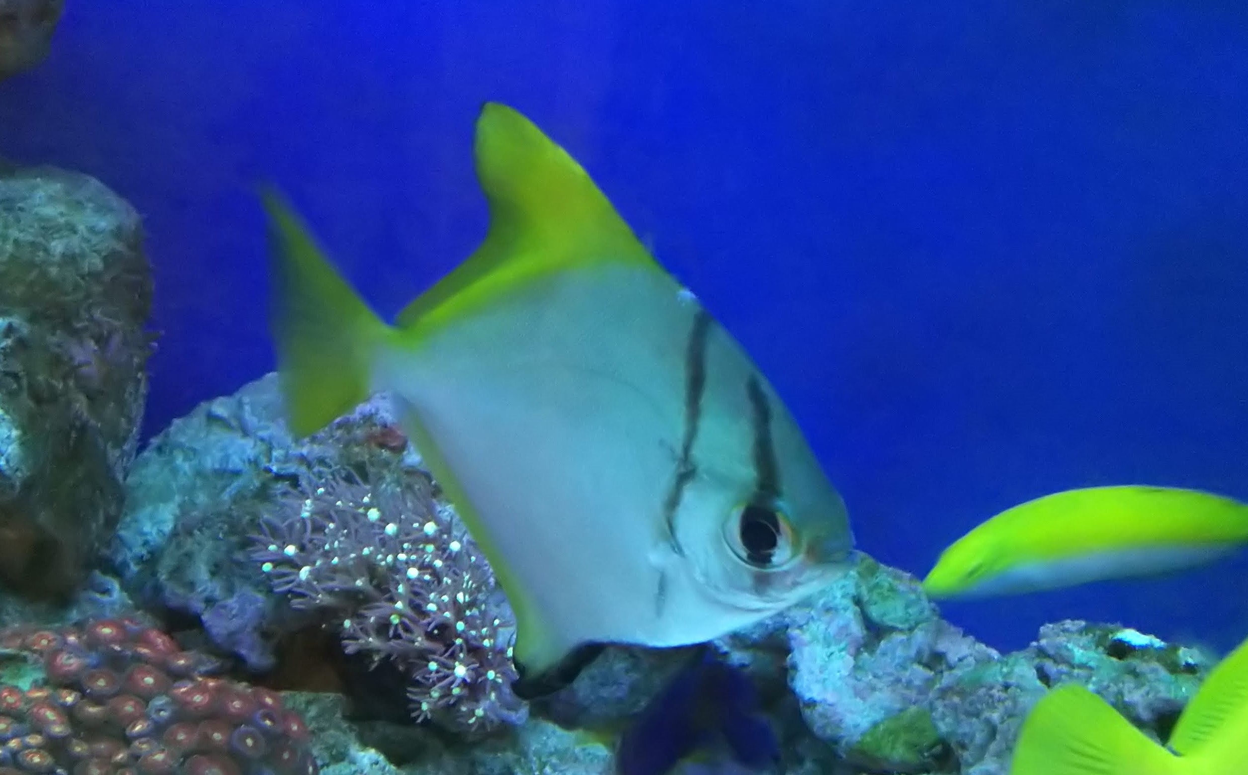 ヒメツバメウオ