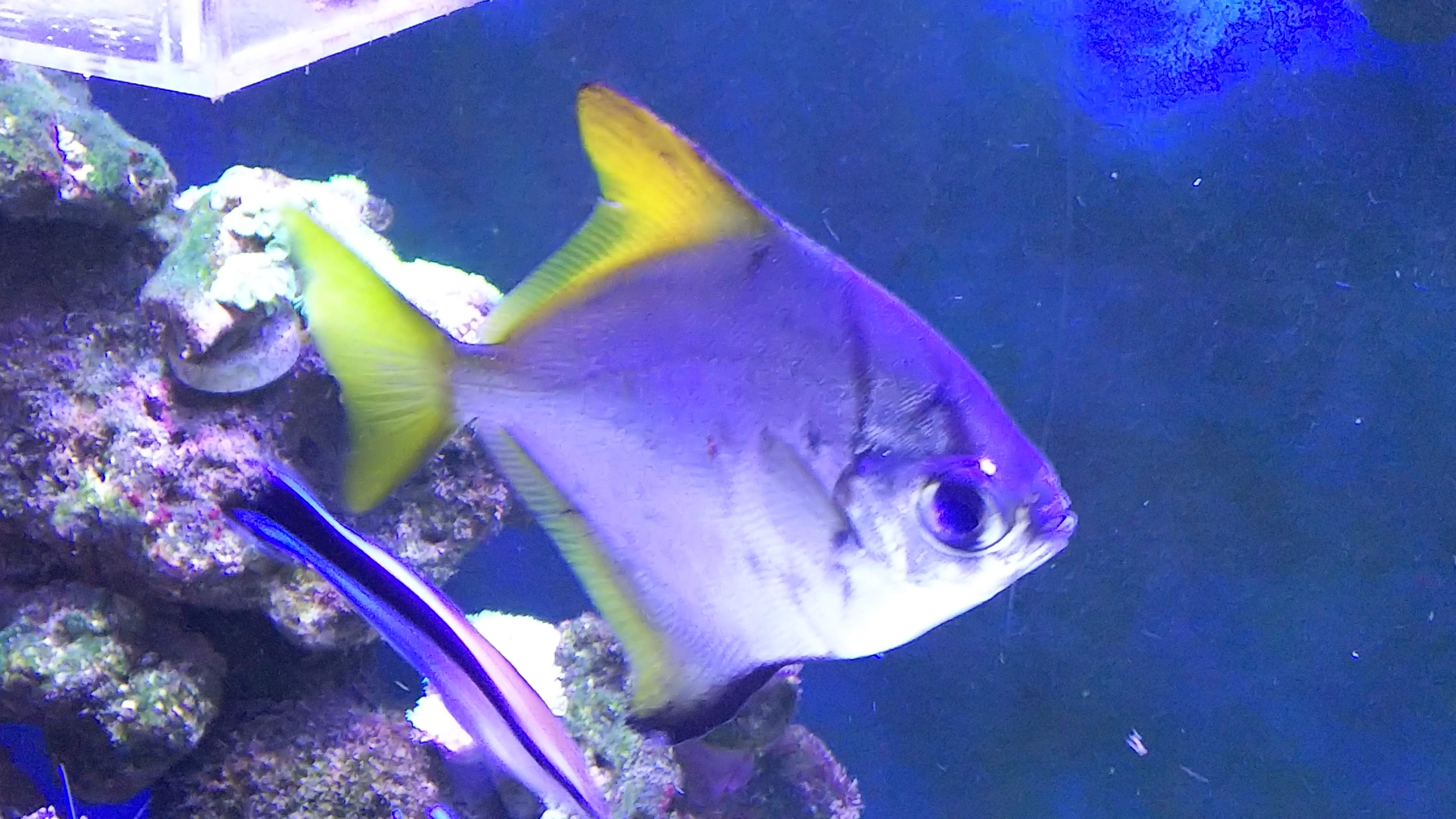 ヒメツバメウオ_コンソメ