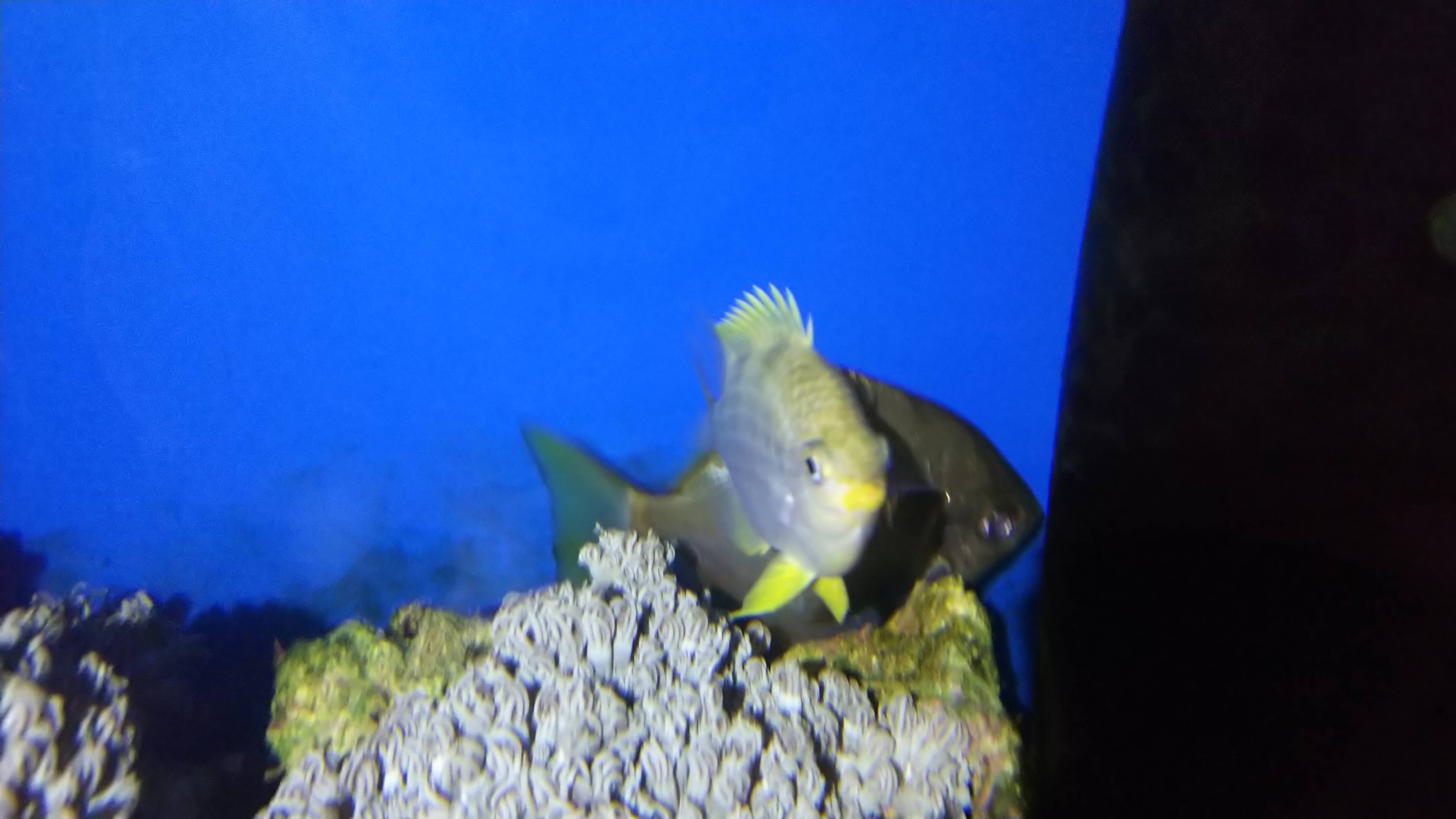 ヒメツバメウオ_夜