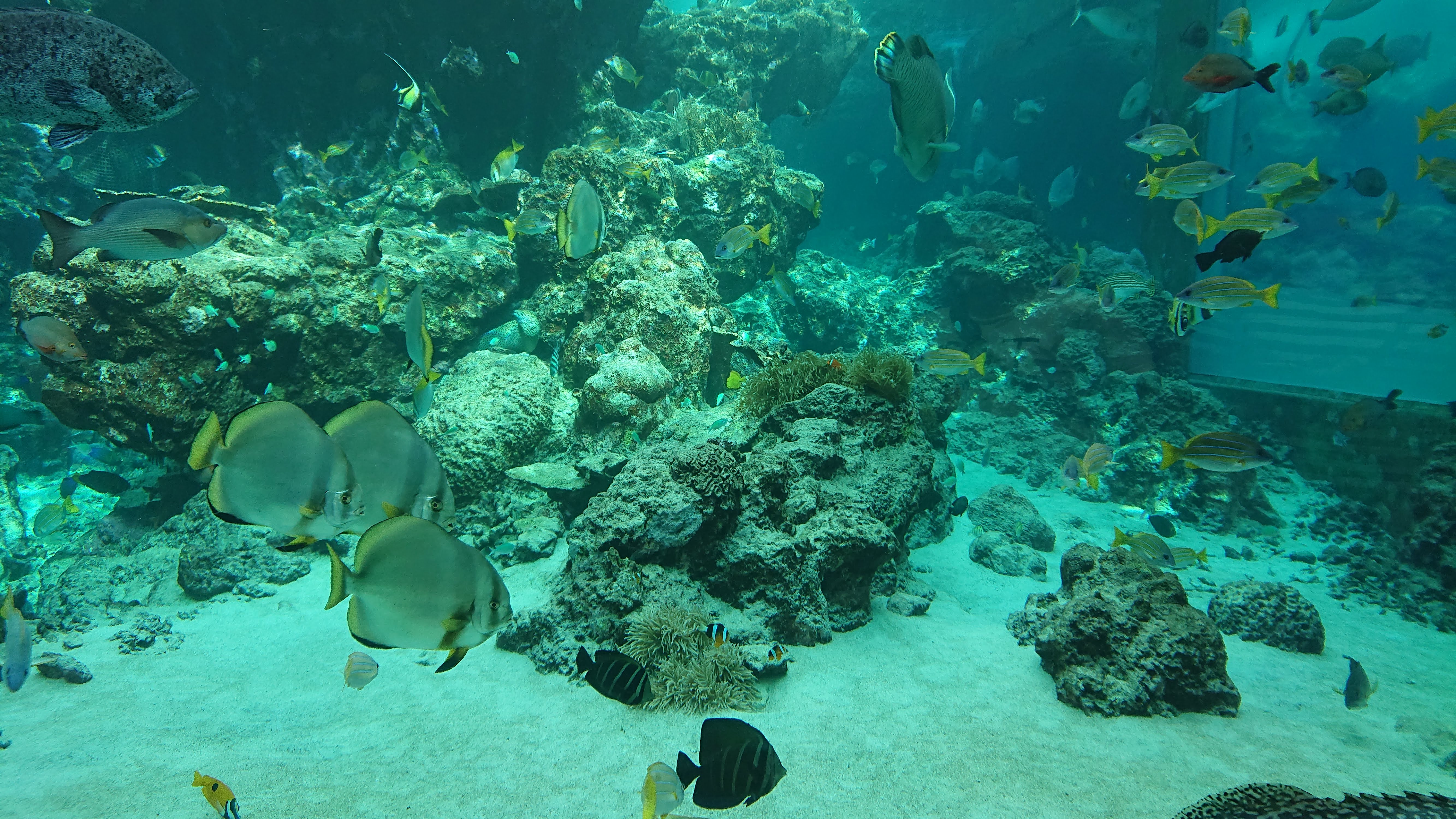ヒメツバメウオ_美ら海水族館