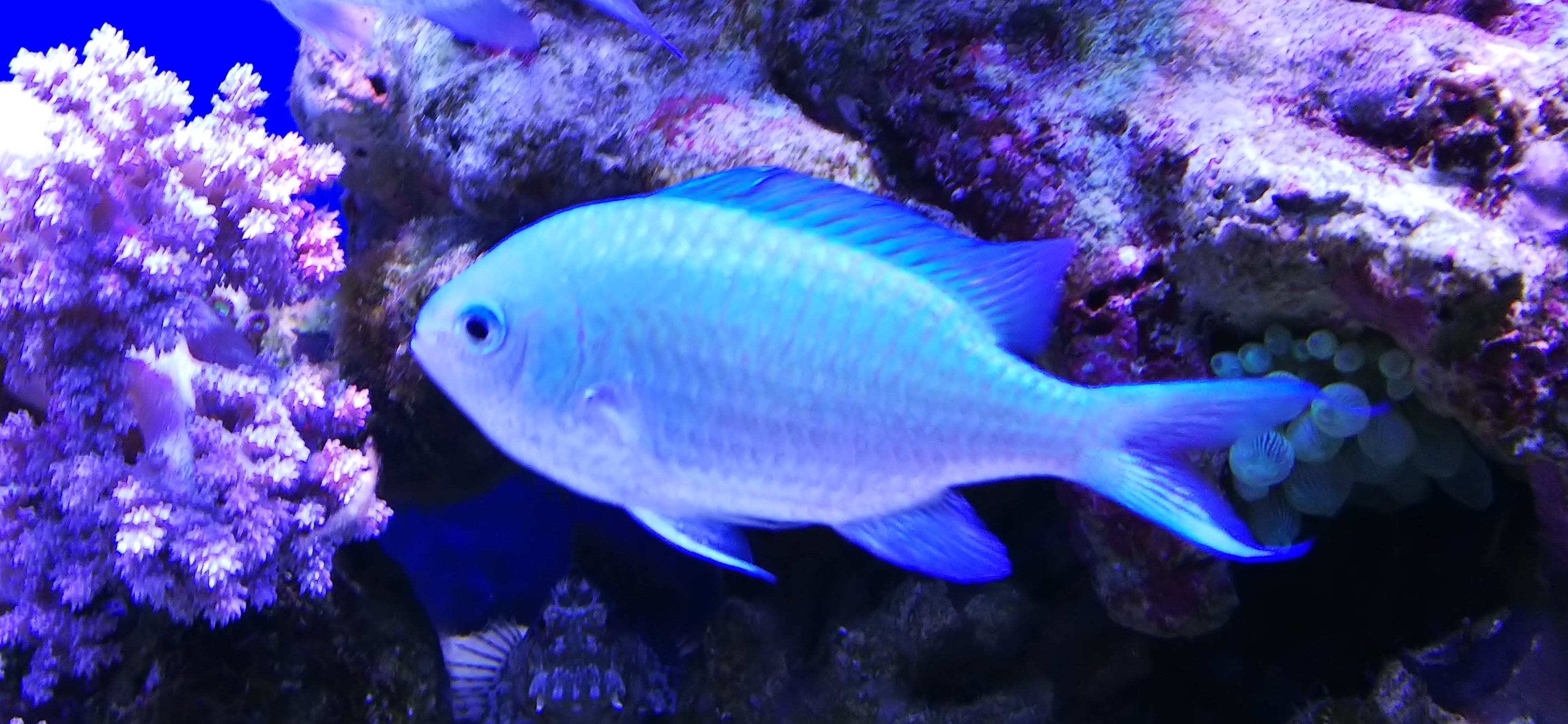 デバスズメダイ