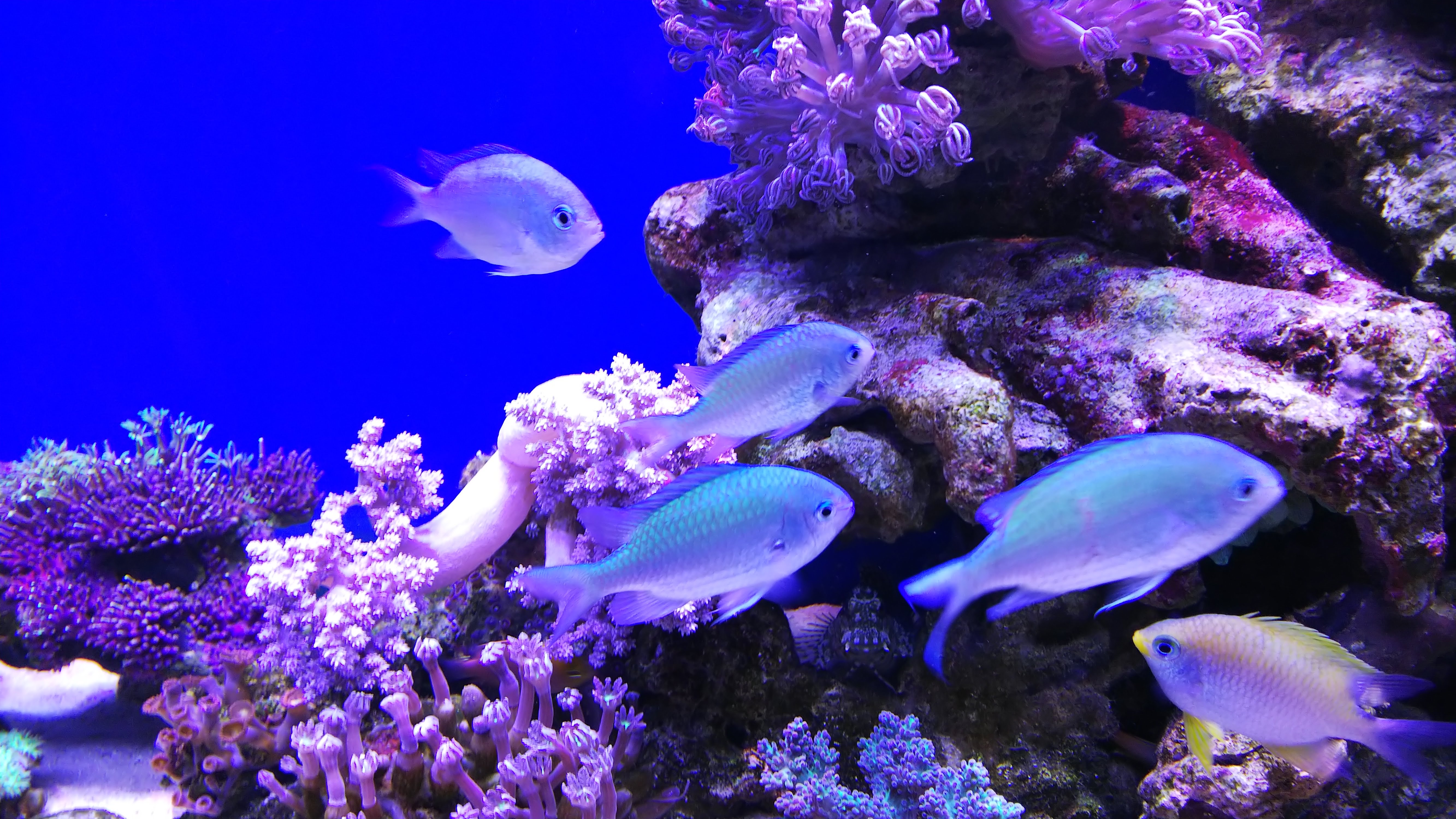 デバスズメ群れ