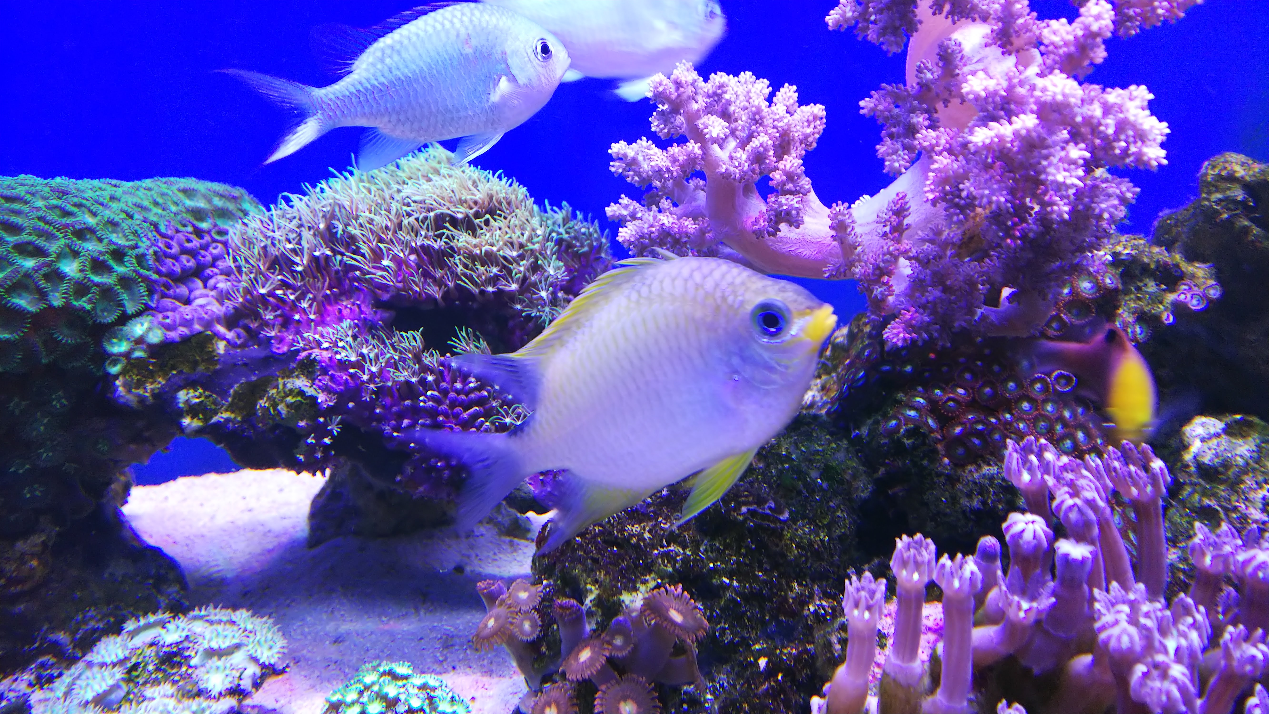 ヤマブキスズメダイ