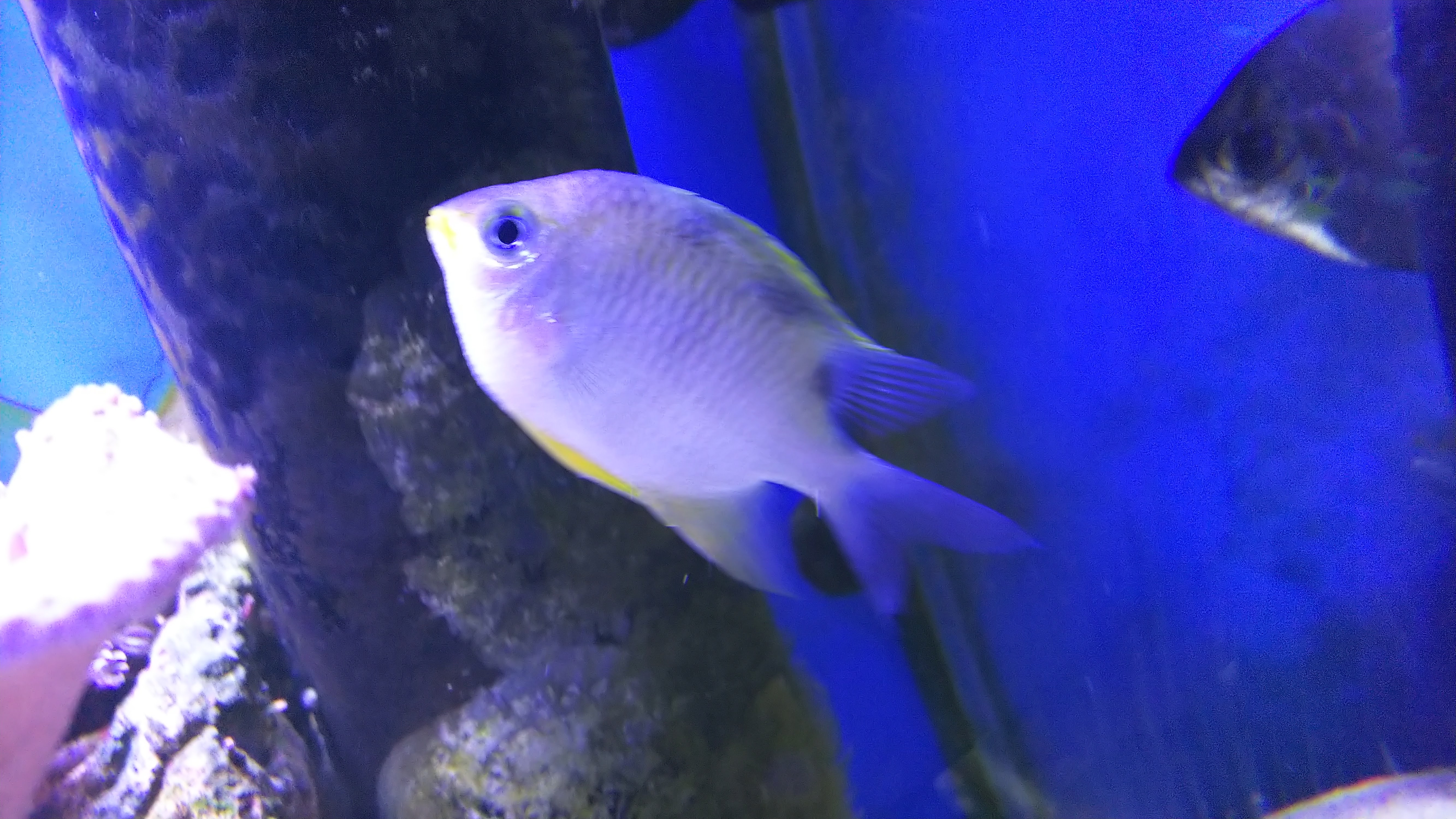 ヤマブキスズメダイ_斜め向き