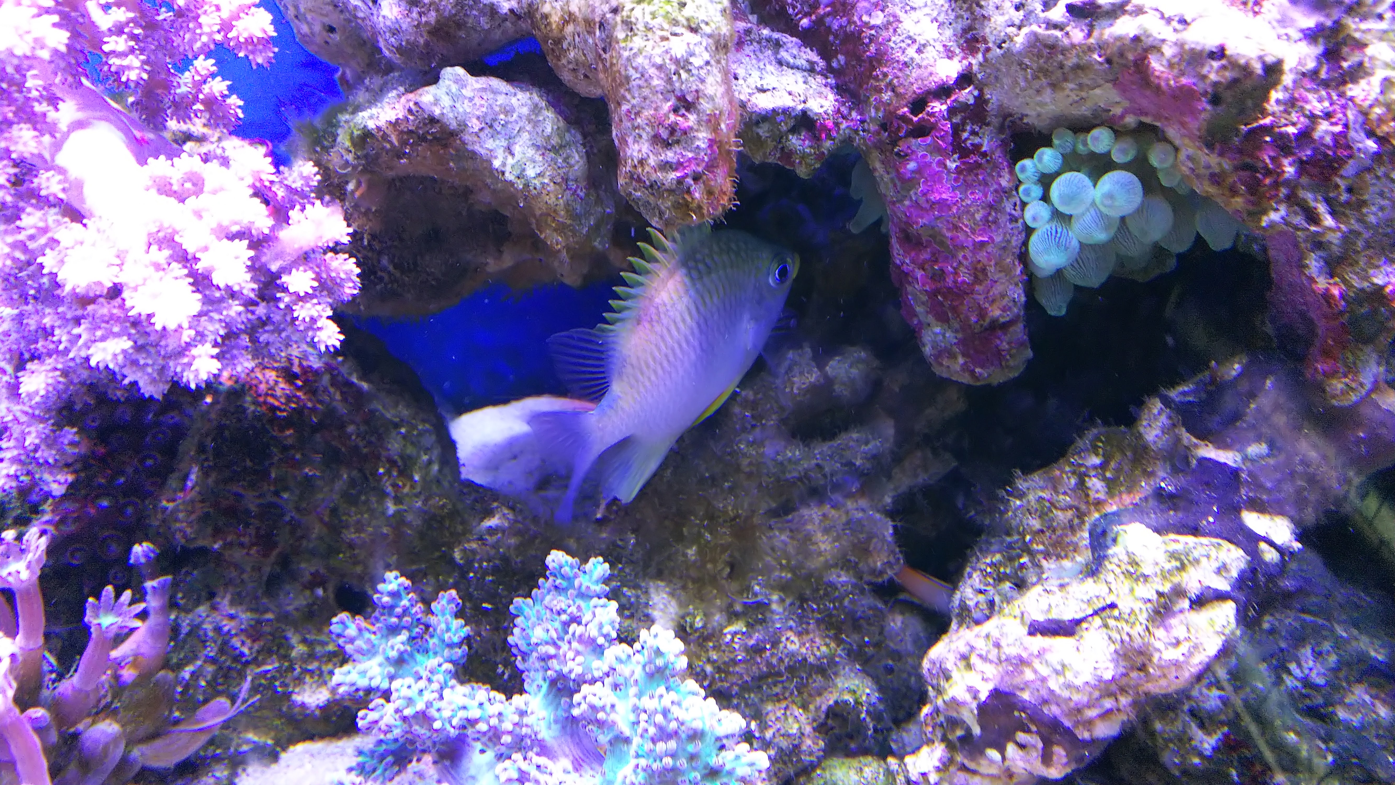 ヤマブキスズメダイ_怒ると