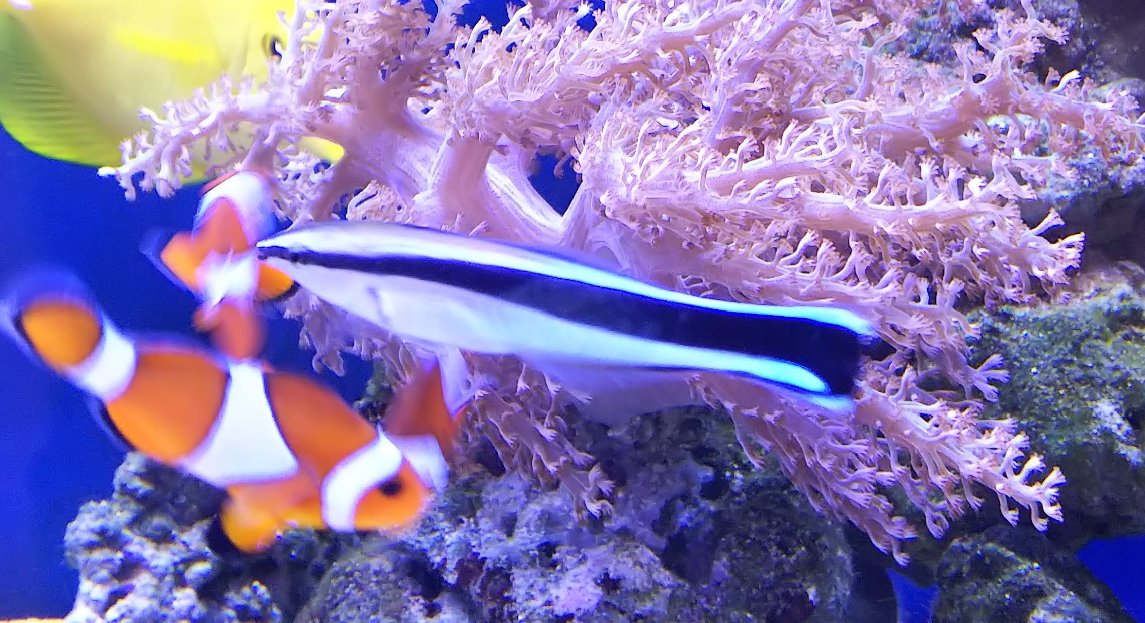 ホンソメワケベラ