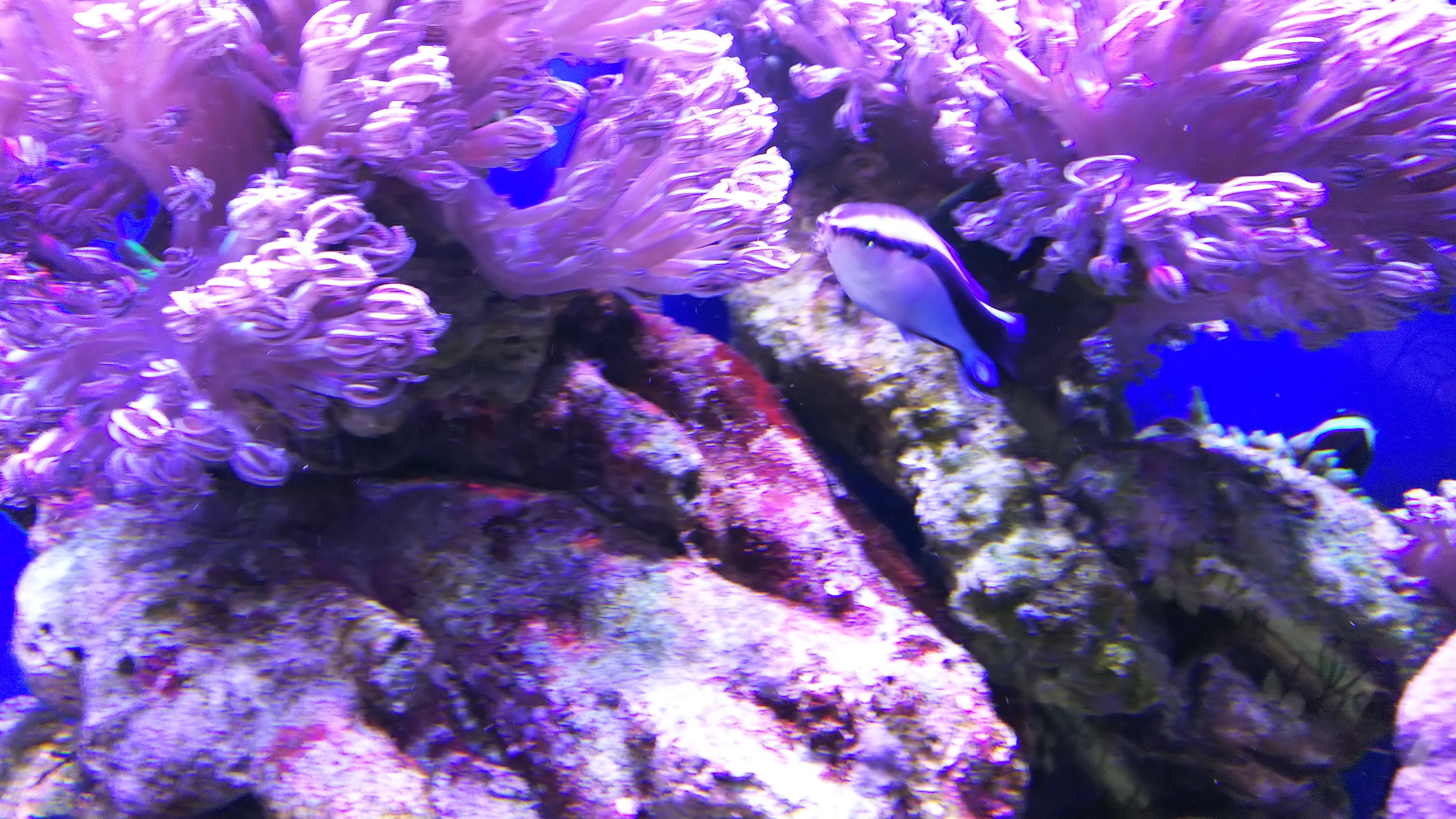 ホンソメワケベラ_おちょぼ口