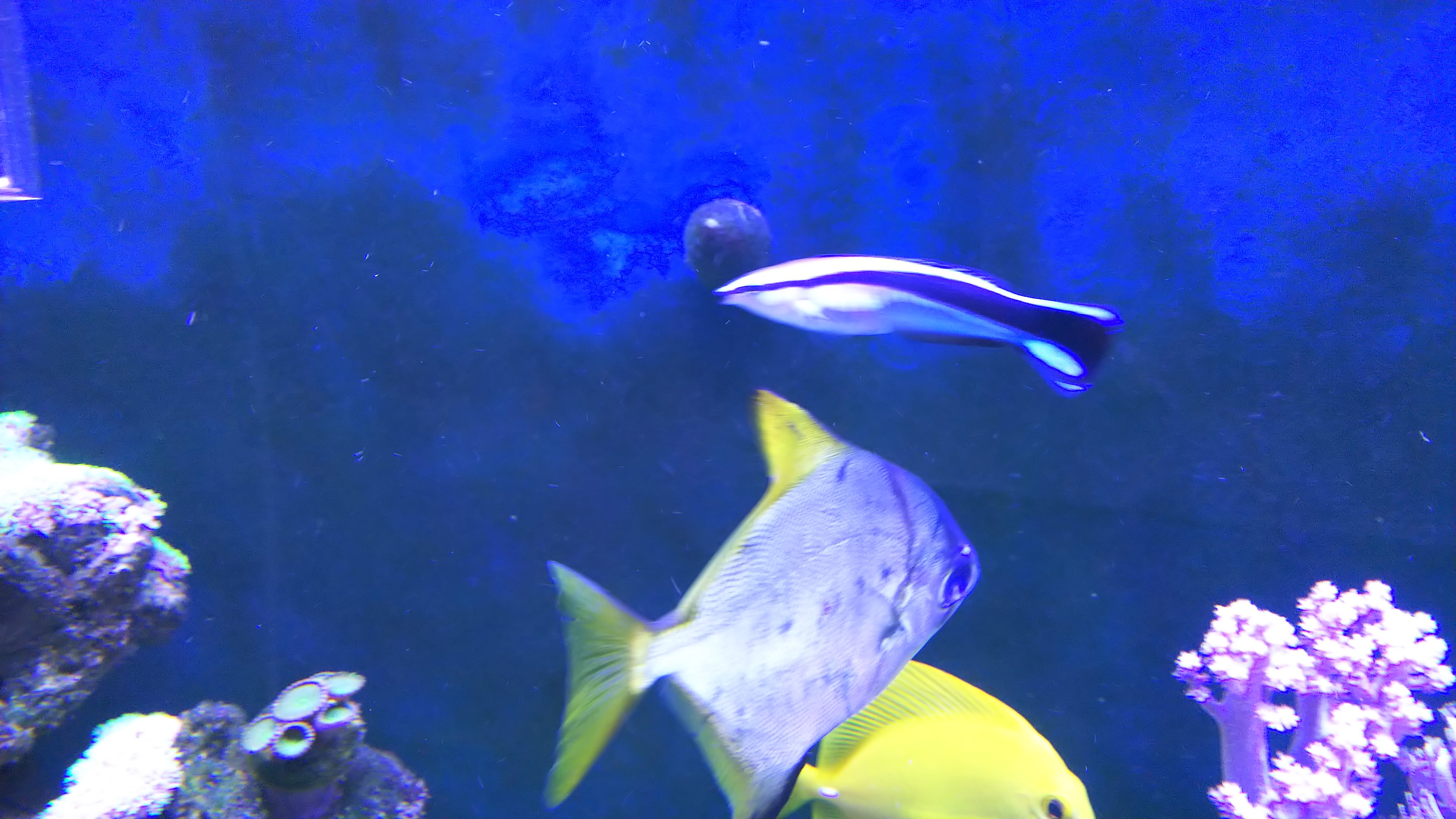 ホンソメワケベラ_ストーキング