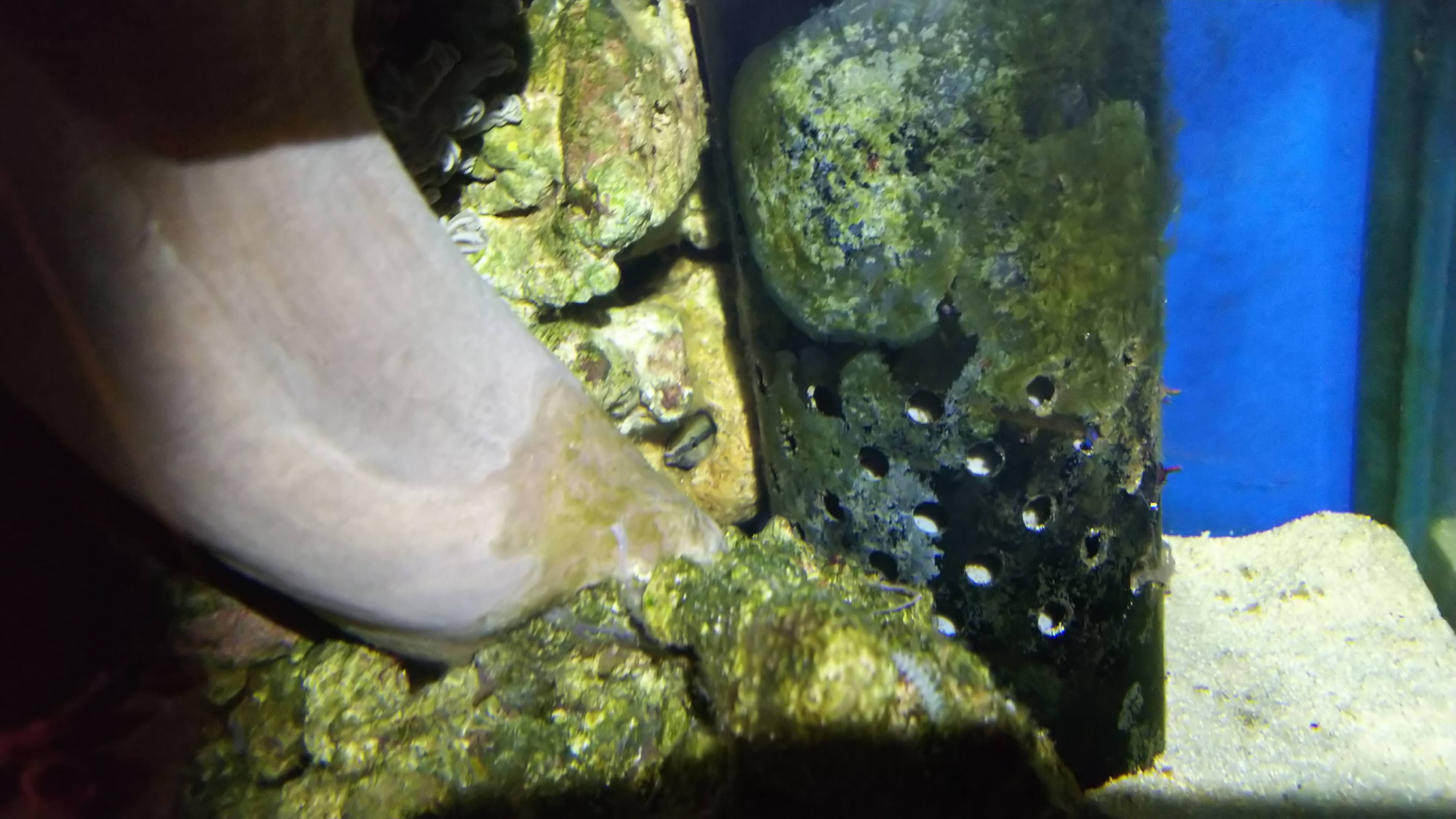 ホンソメワケベラ_就寝中