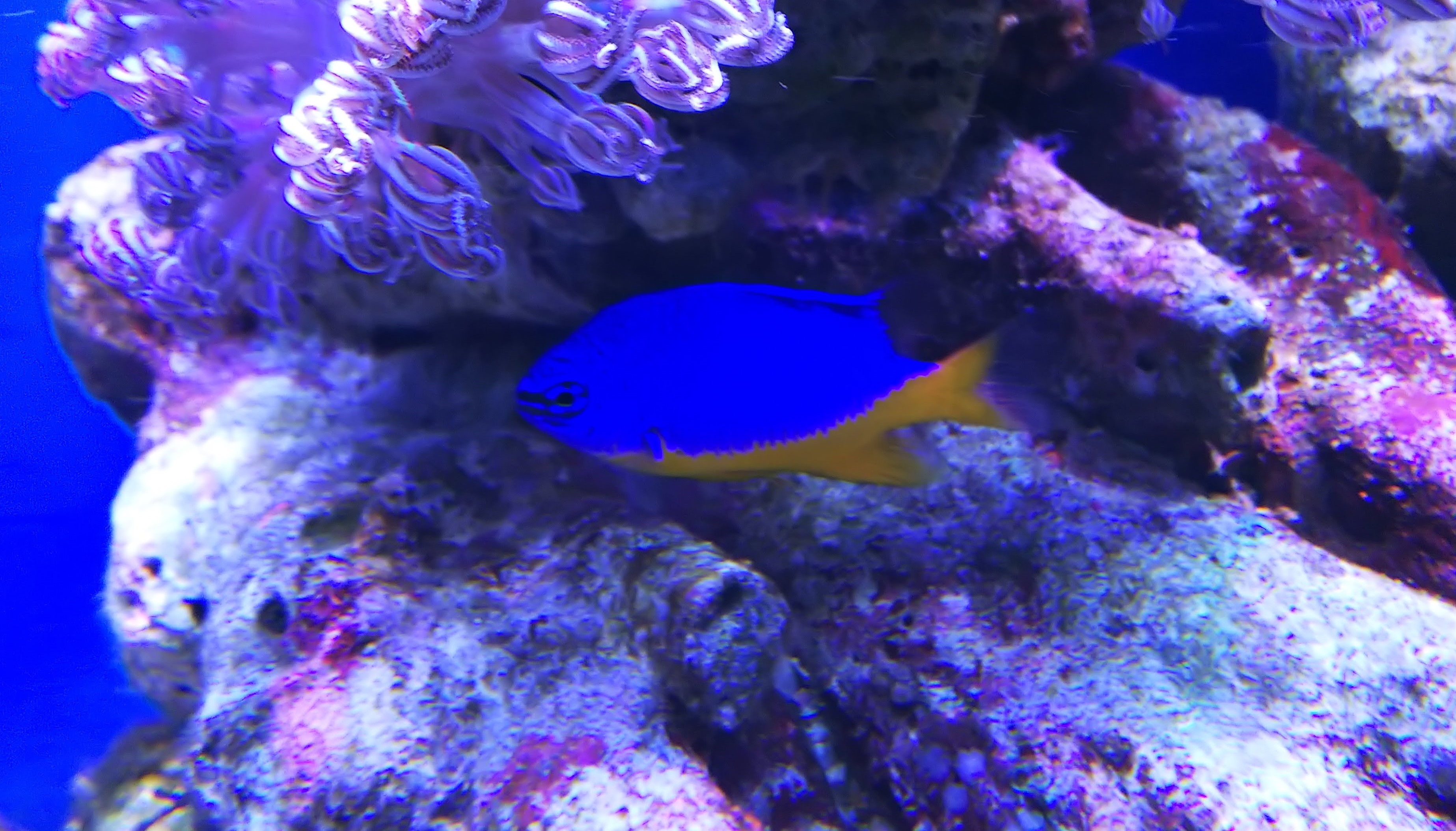 ロイヤルダムセル