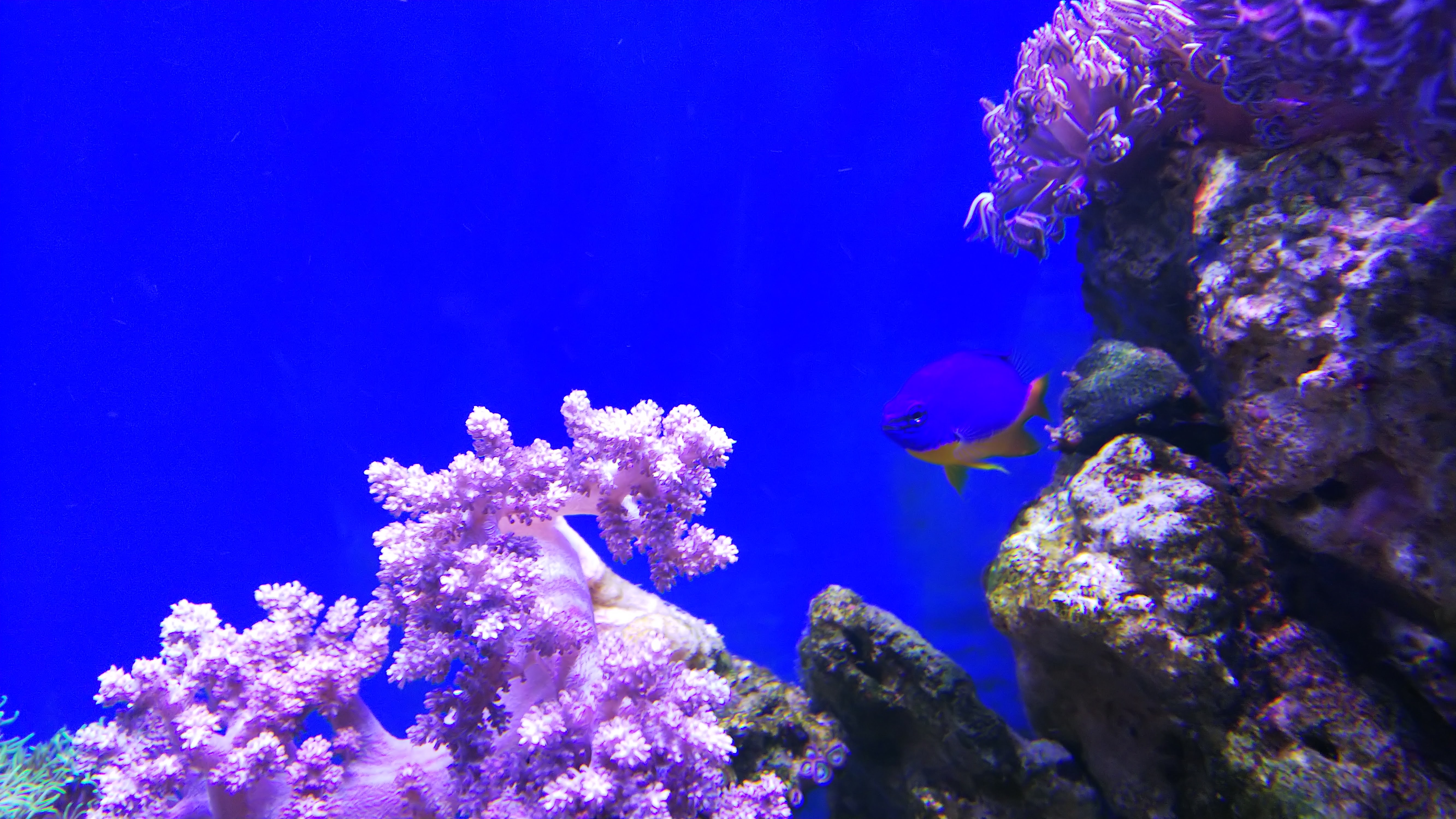 ロイヤルダムセル_奥に