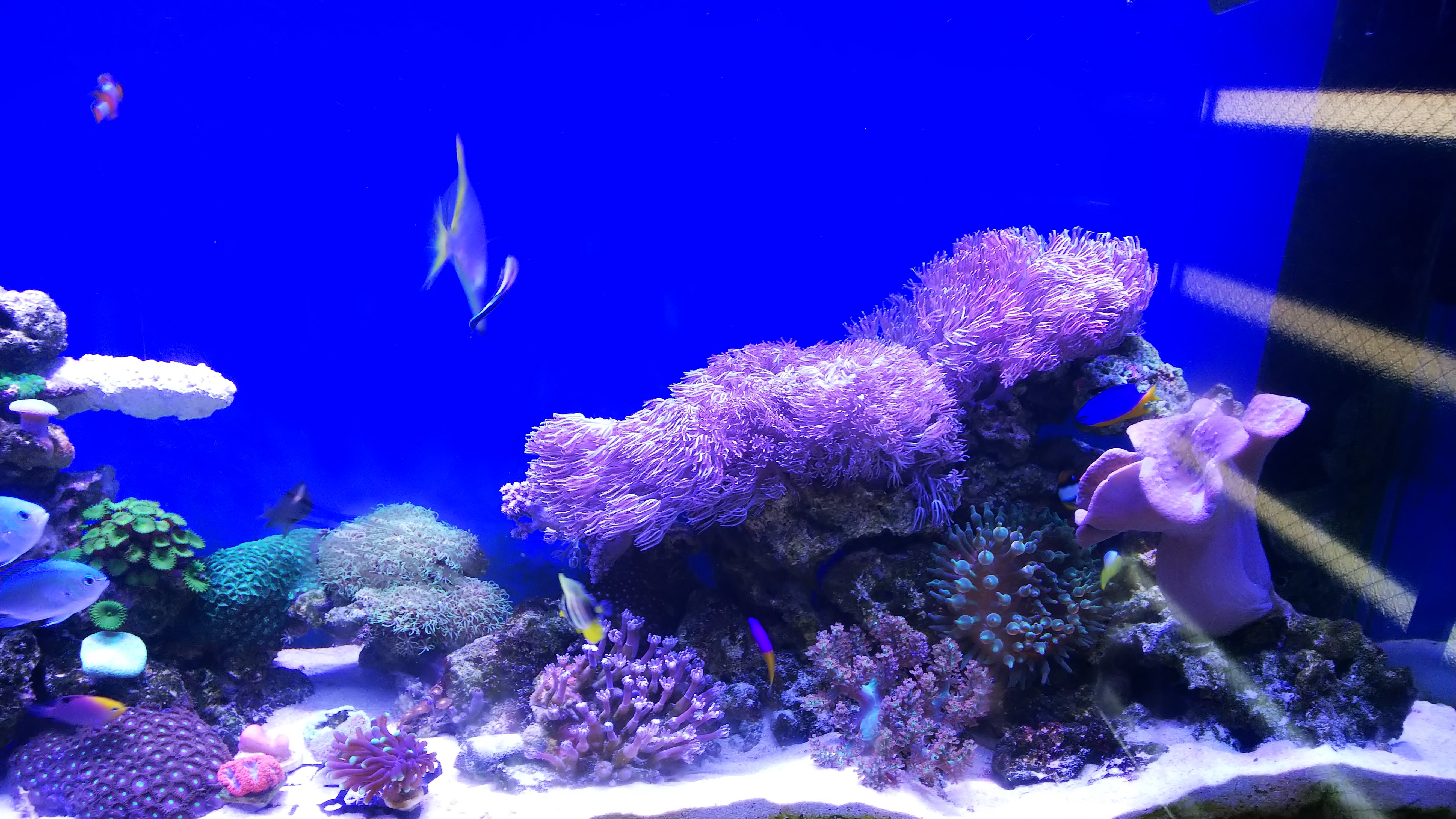 ロイヤルダムセルどこでしょう